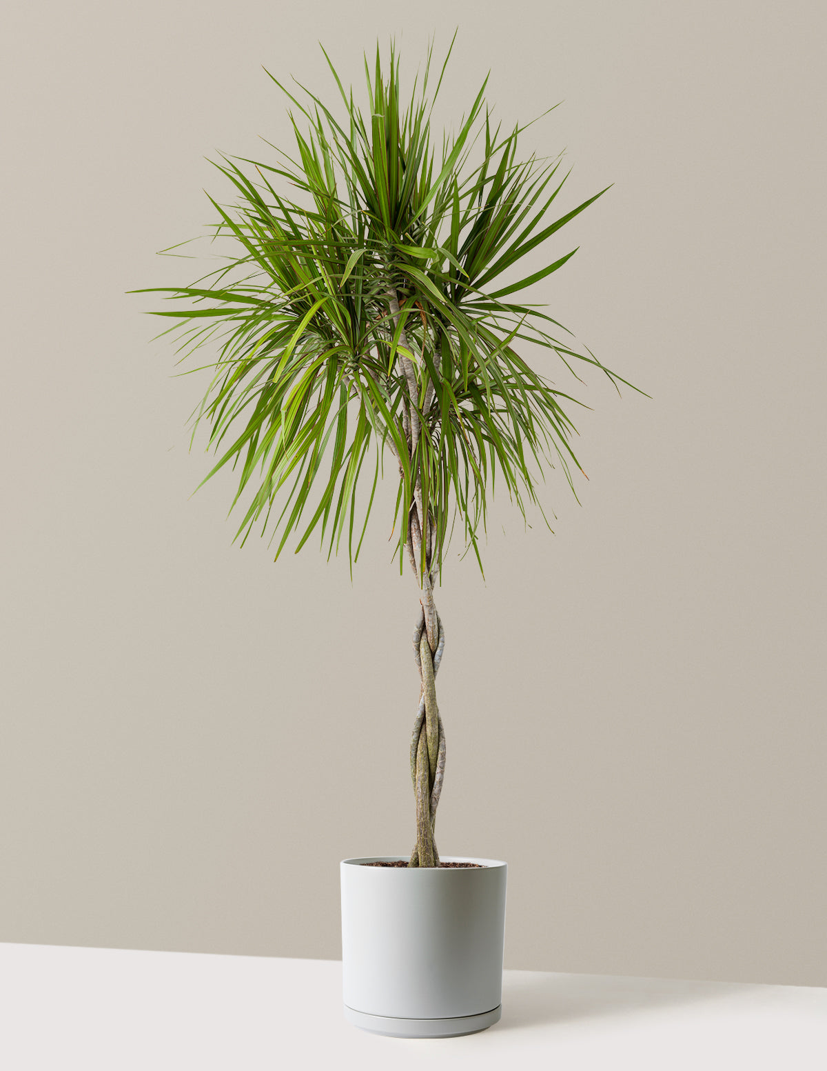 Örgü Gövdeli Dracaena Marginata