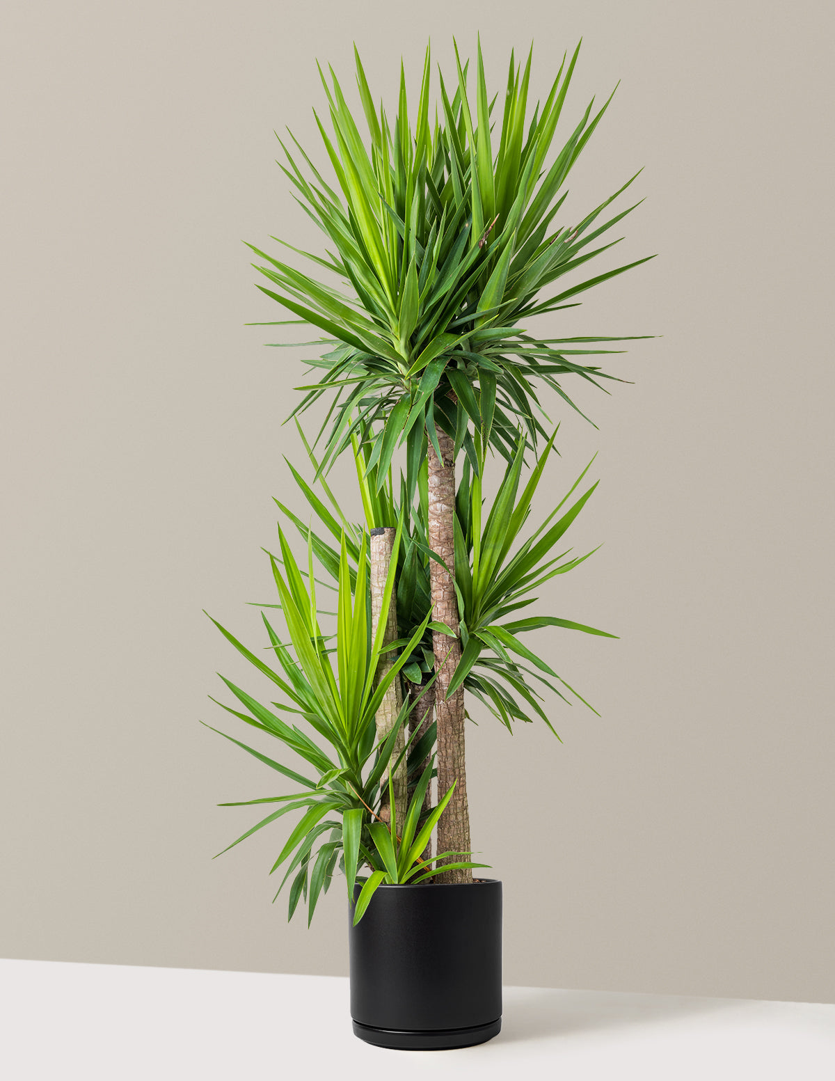 Yucca Bitkisi Çok Gövdeli