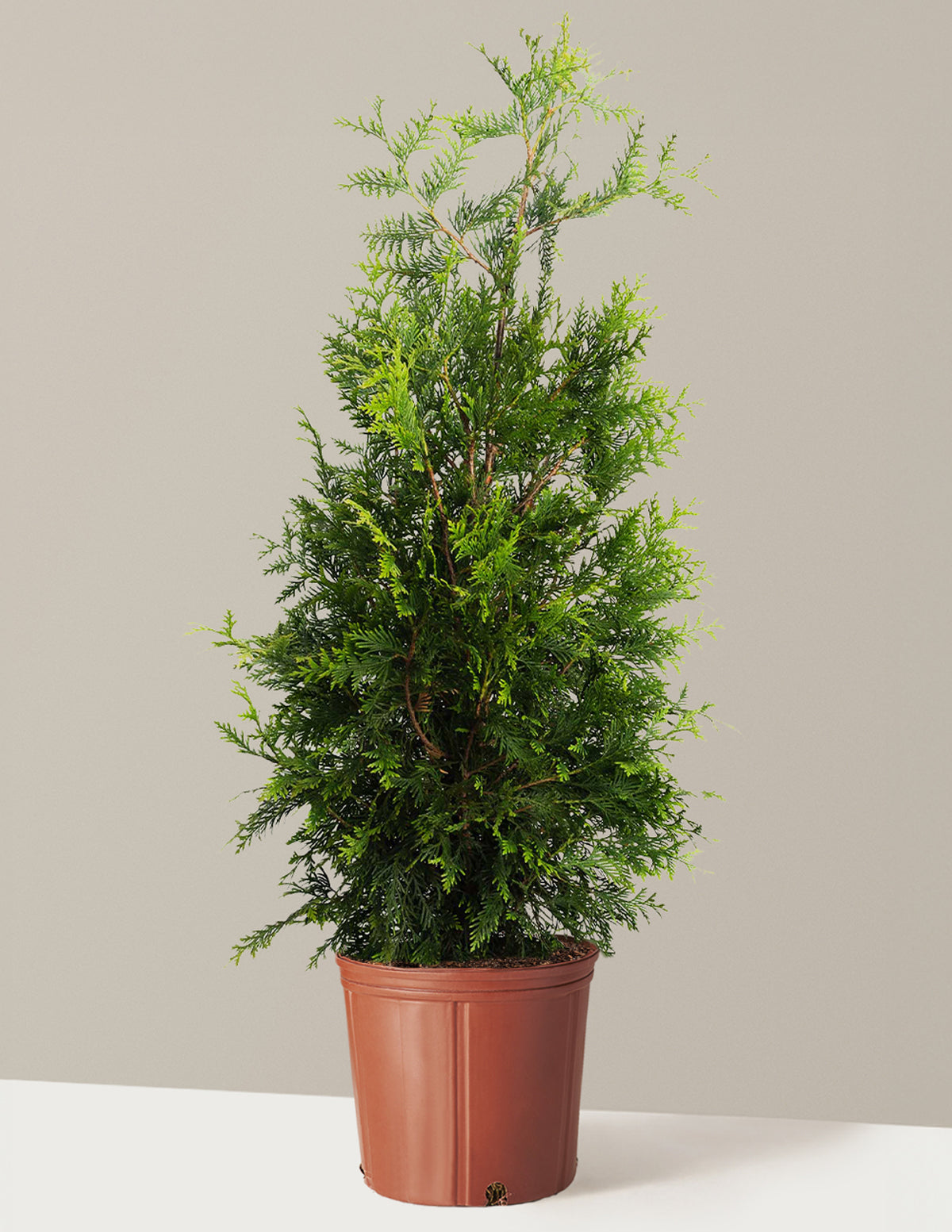 Thuja Green Giant (Dev Mazı)