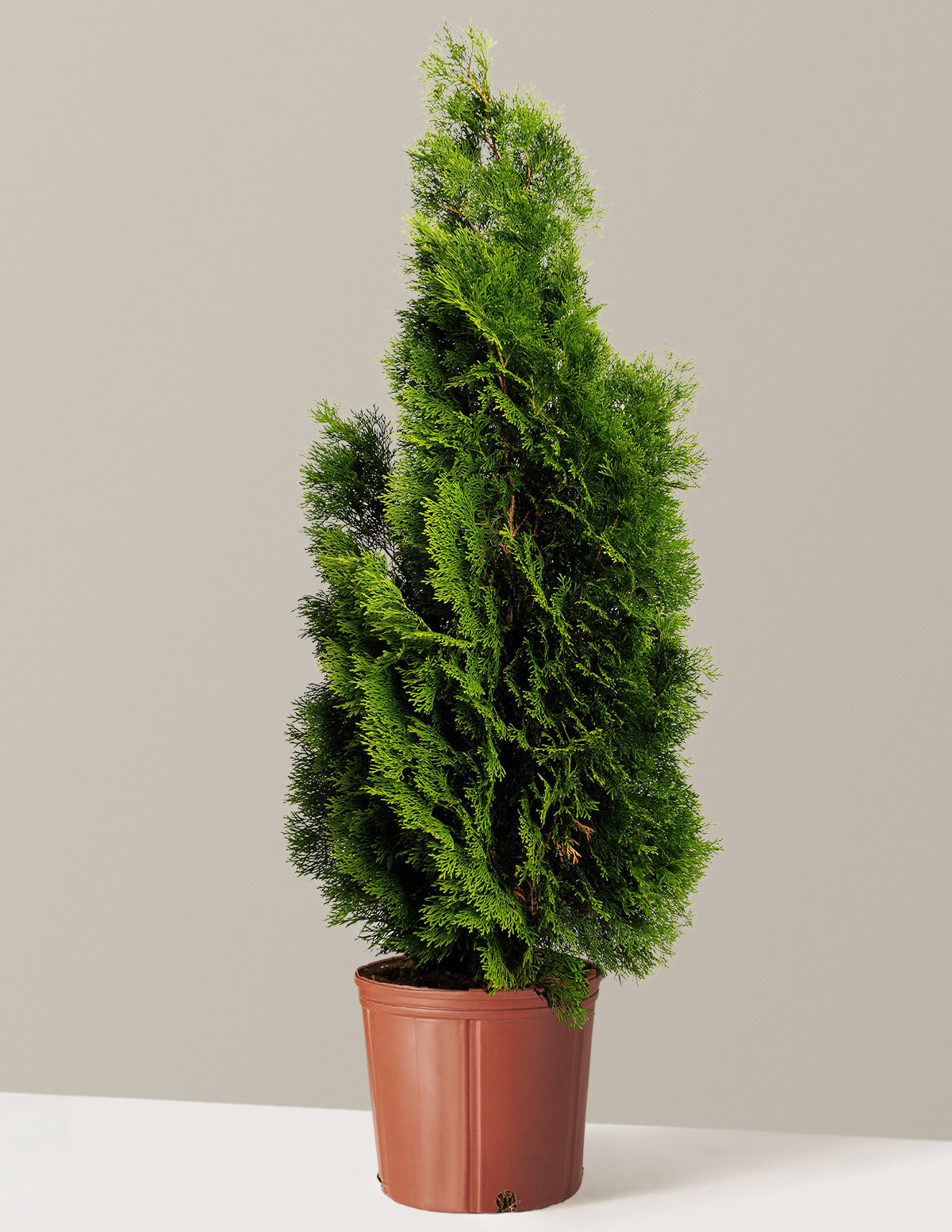Emerald Green Arborvitae (Zümrüt Yeşil Mazı)
