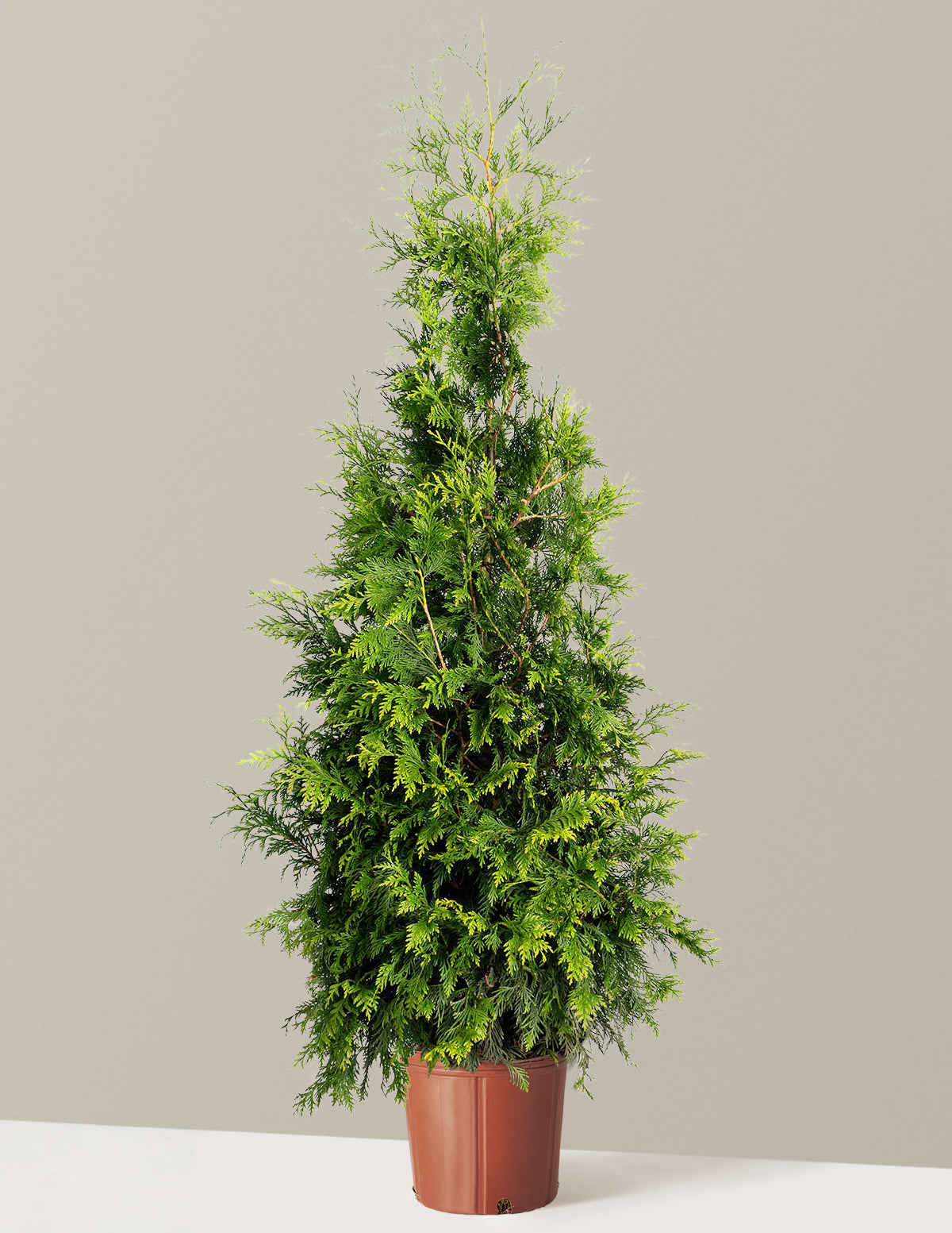 Thuja Green Giant (Dev Mazı)