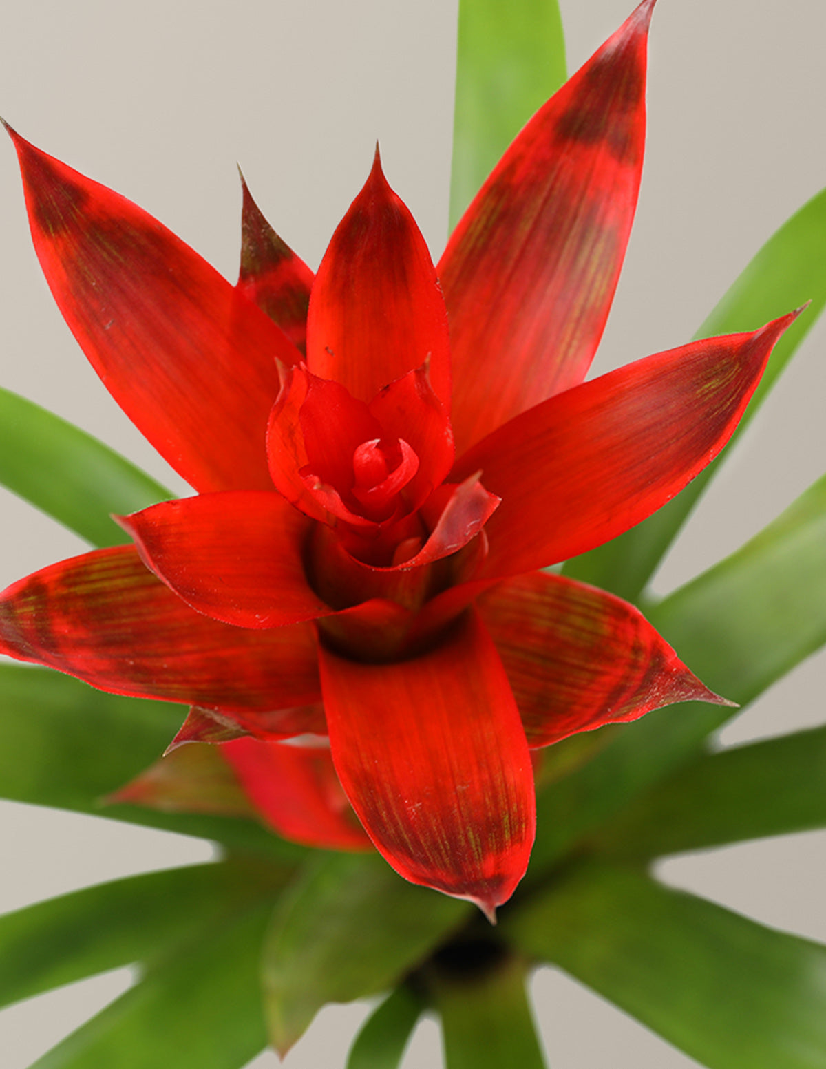 Bromeliad Red Guzmania Hope
