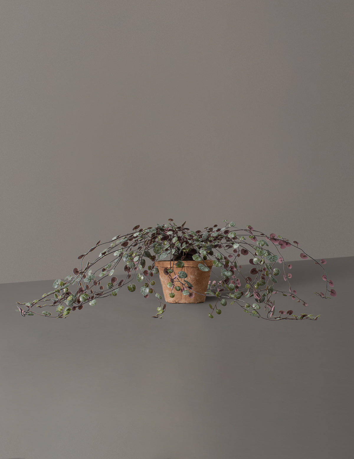 Yapay Kalp Kalbi (String of Hearts) Bitkisi