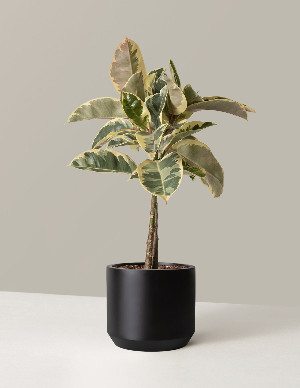 Ficus Tineke Ağacı