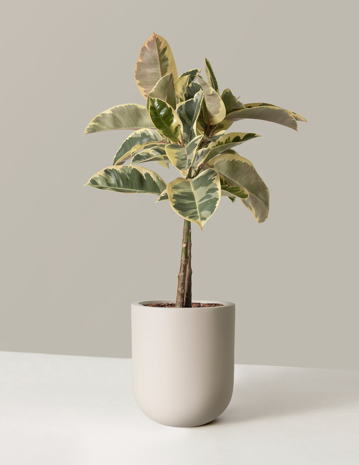Ficus Tineke Ağacı