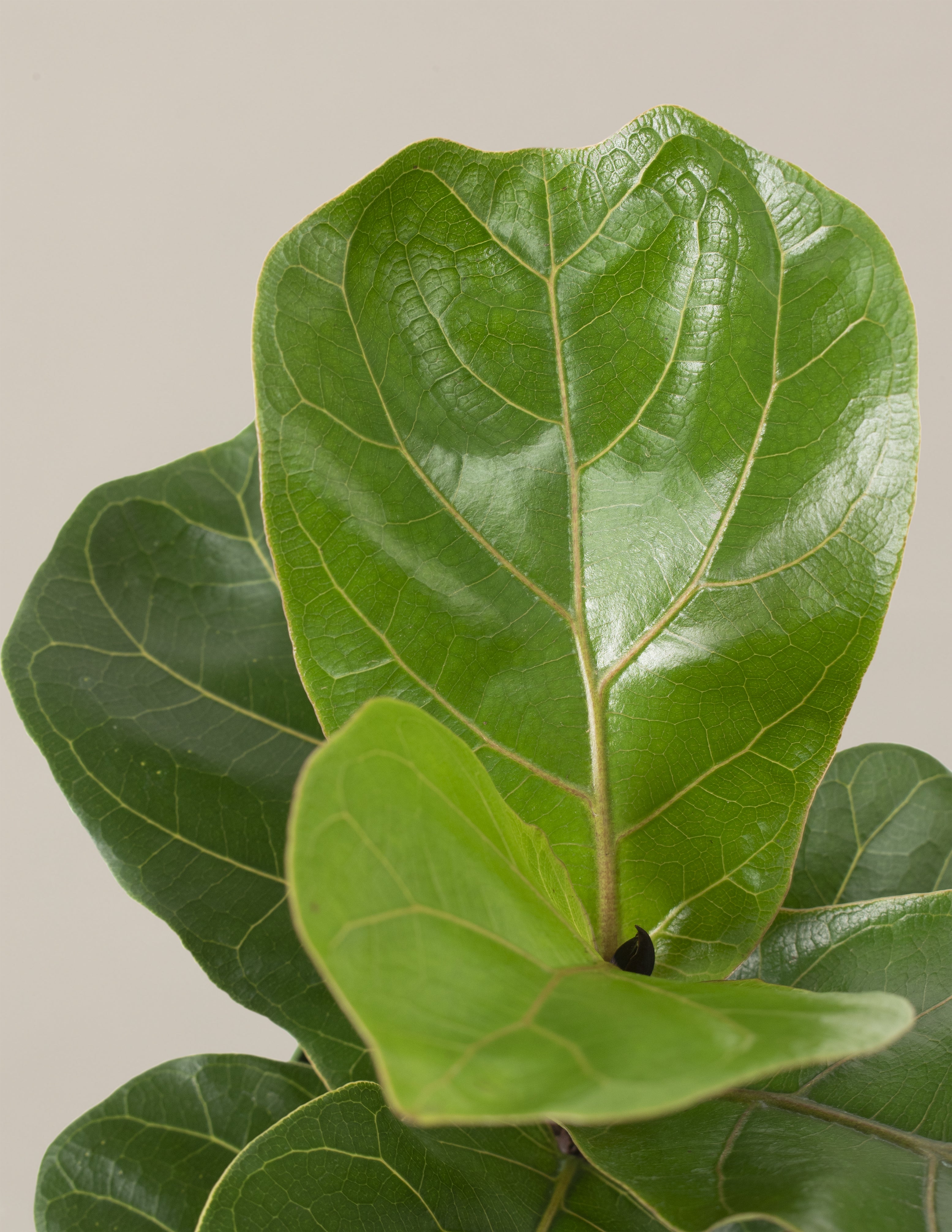 Deve Tabanı Fiddle Leaf Fig Bush