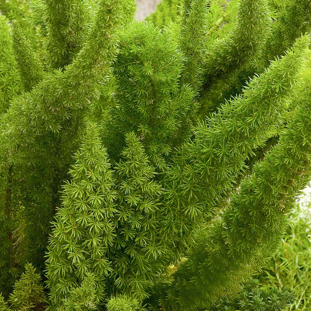 Tilki Kuyruğu Eğreltisi (Foxtail Fern)