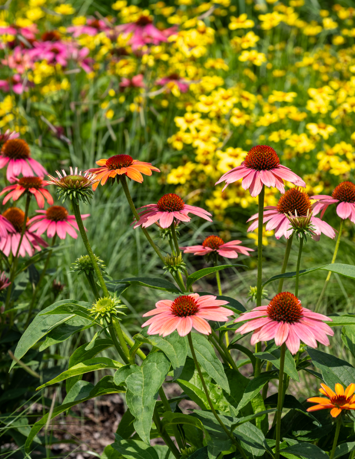 Fresco® Kayısı Rengi Ekinezya (Coneflower)
