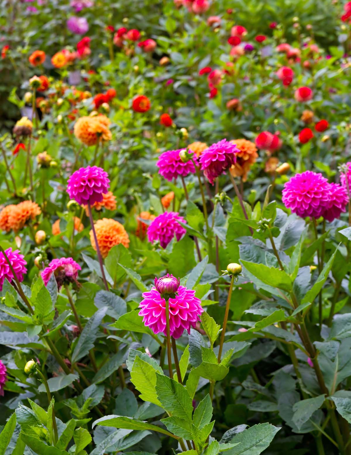Dev Top Dahlia Karışımı