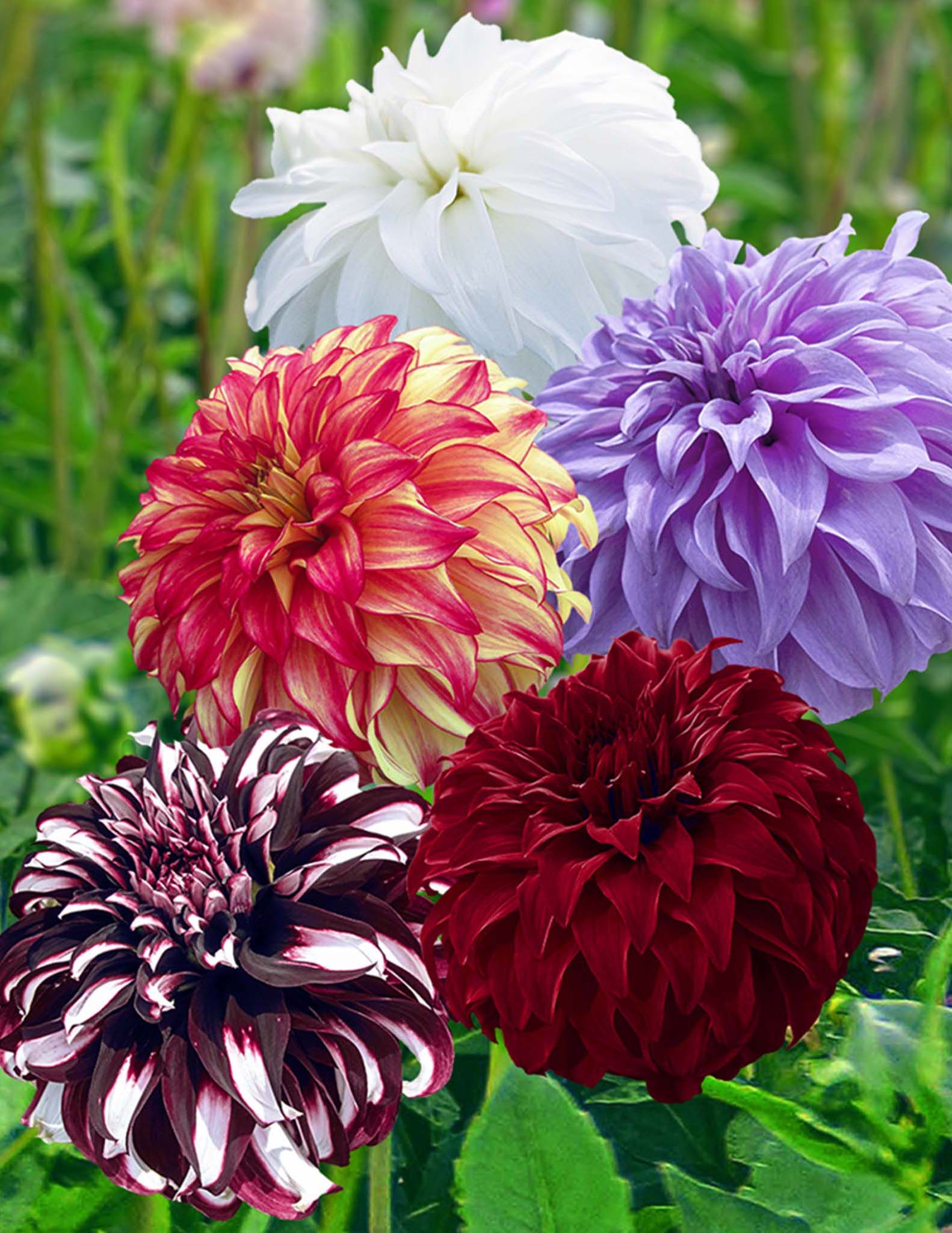 Dev Top Dahlia Karışımı