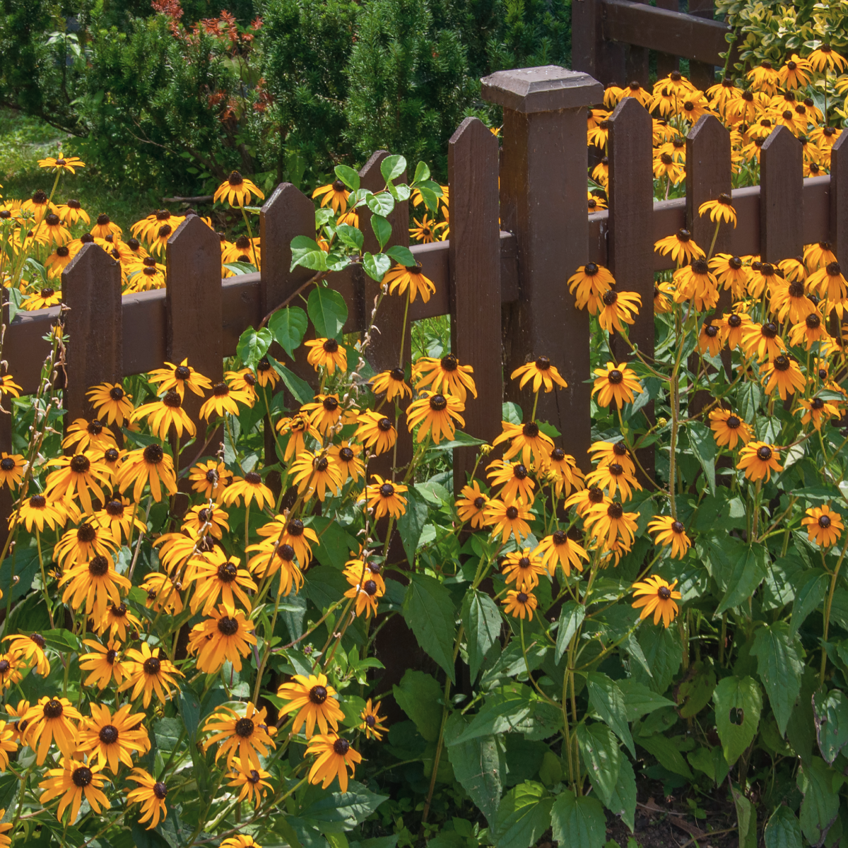 Goldsturm Black-Eyed Susan (Rudbeckia)