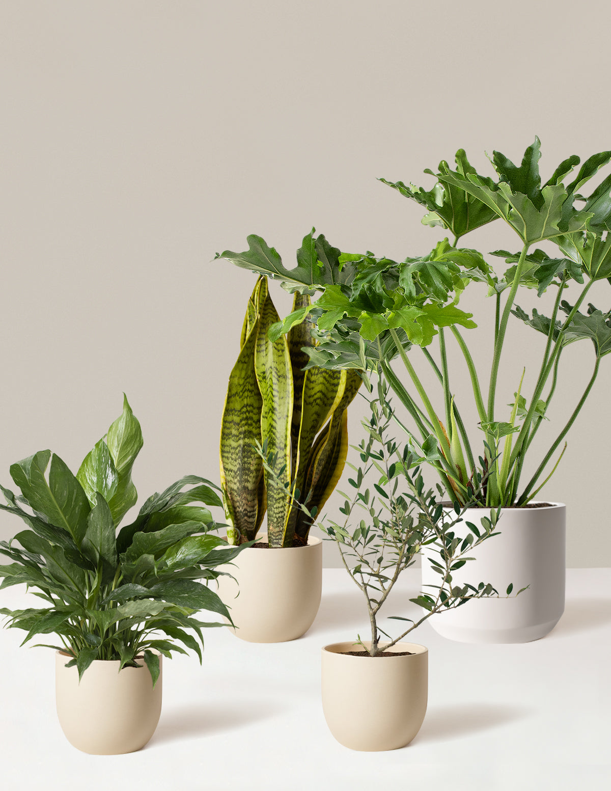 ‘Hope Garden’ Ev Bitkisi Seti