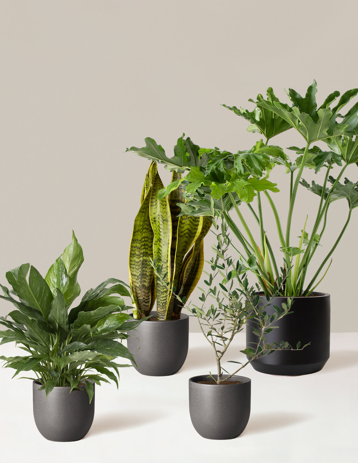 ‘Hope Garden’ Ev Bitkisi Seti