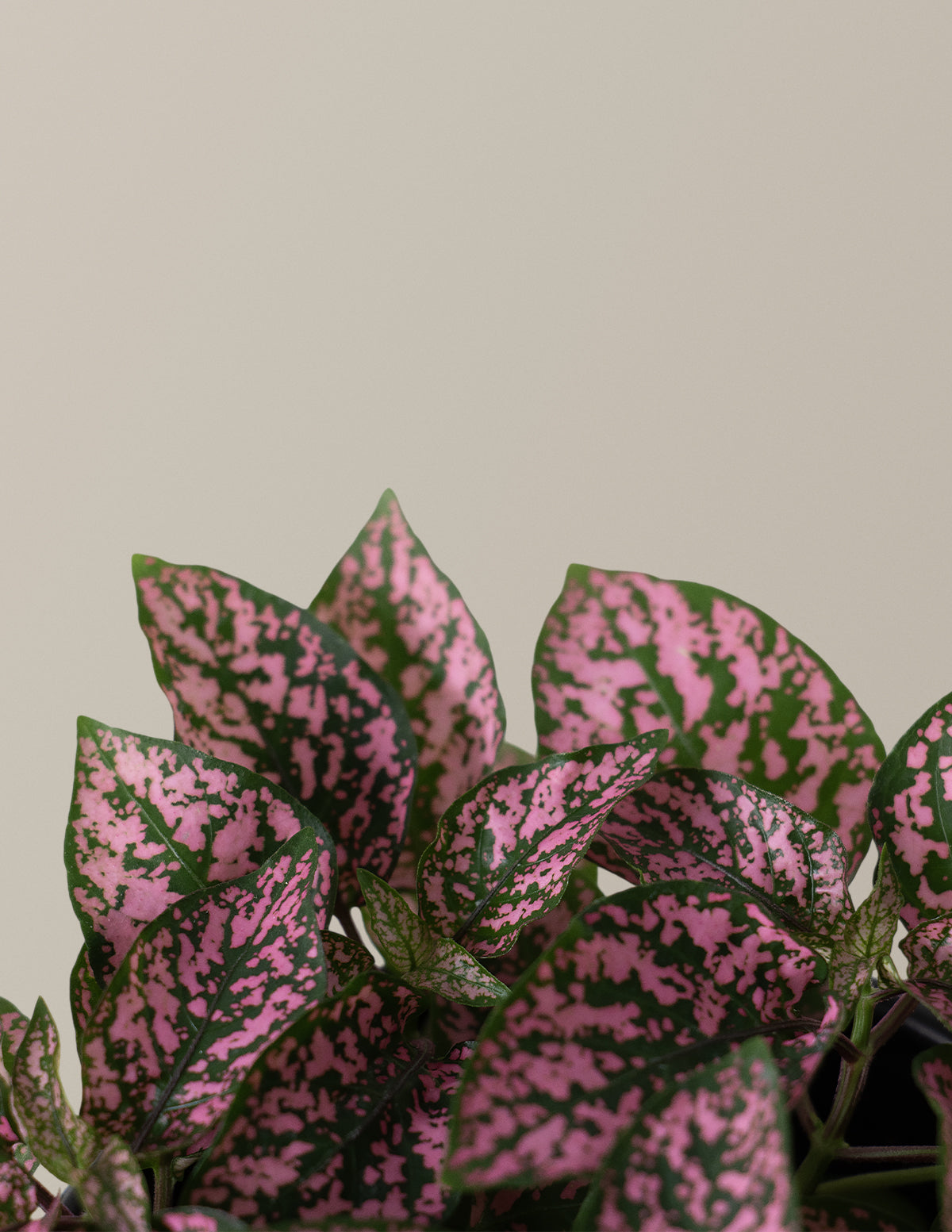 Pembe Benekli Bitki (Pink Polka Dot Plant)