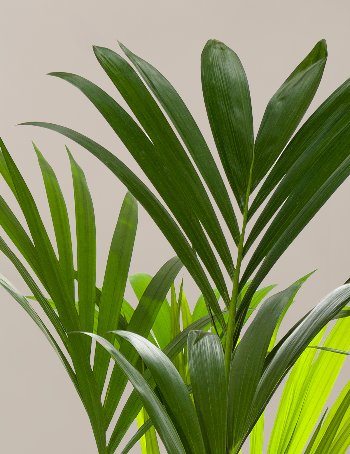 Kentia Palmiyesi