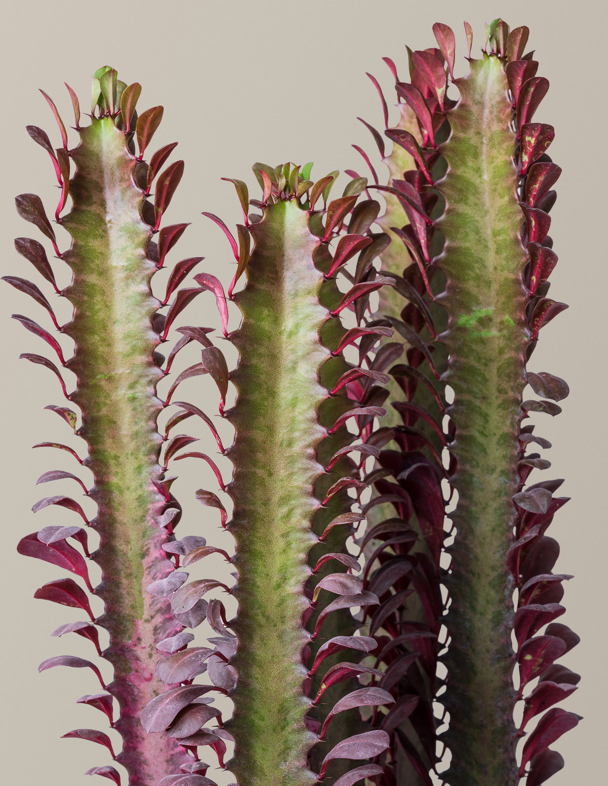 African Milk Tree (Euphorbia trigona 'Rubra')