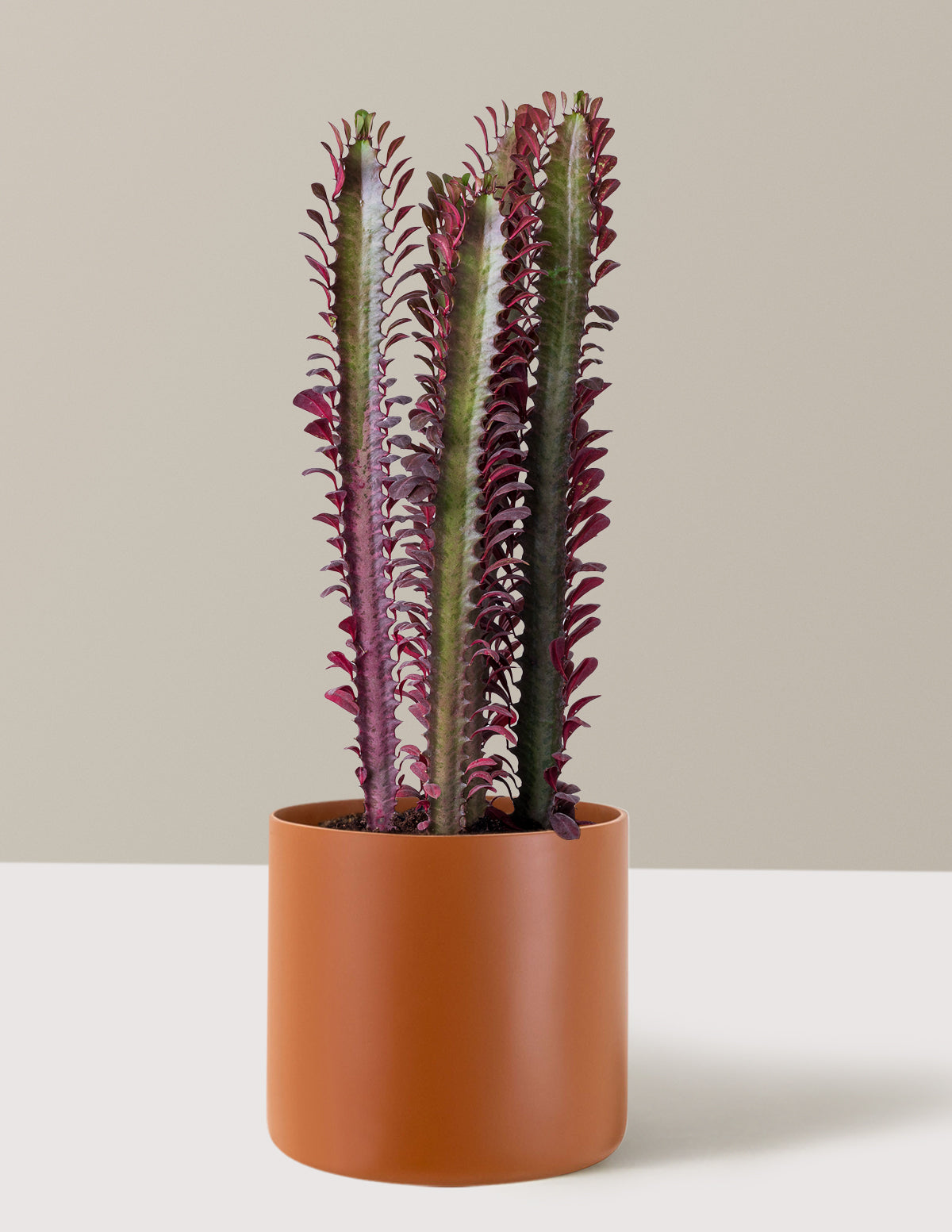 African Milk Tree (Euphorbia trigona 'Rubra')