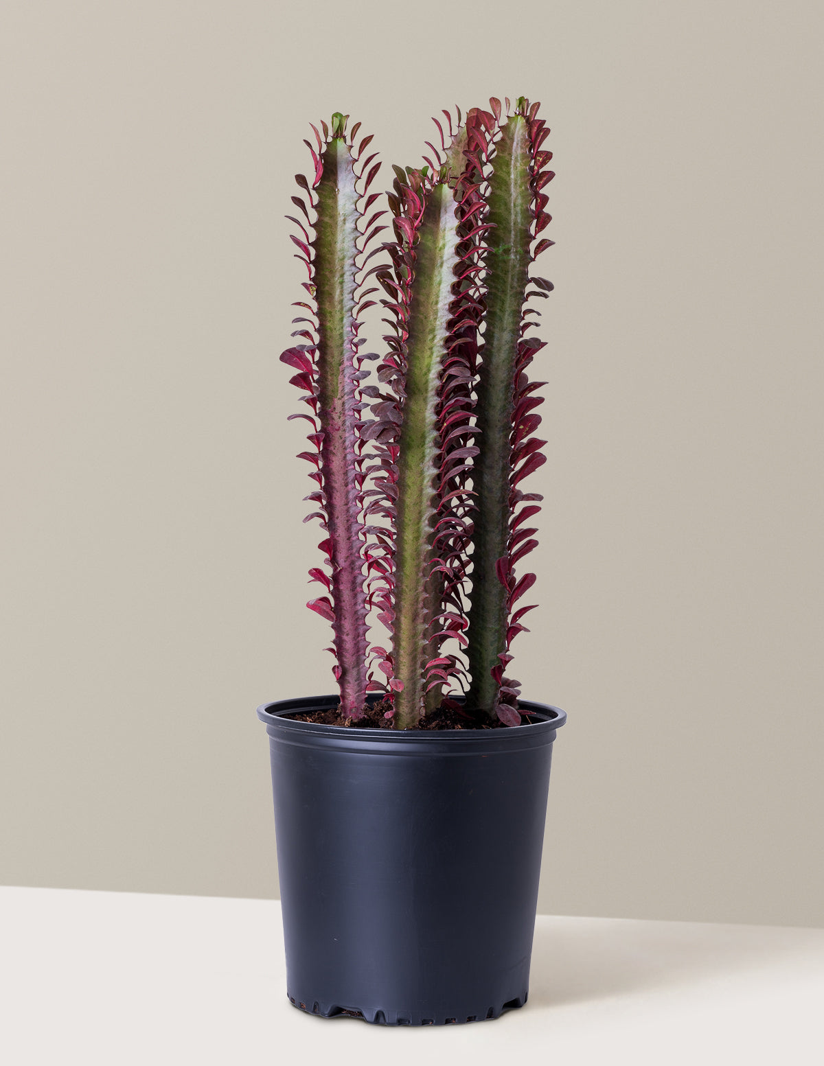 African Milk Tree (Euphorbia trigona 'Rubra')