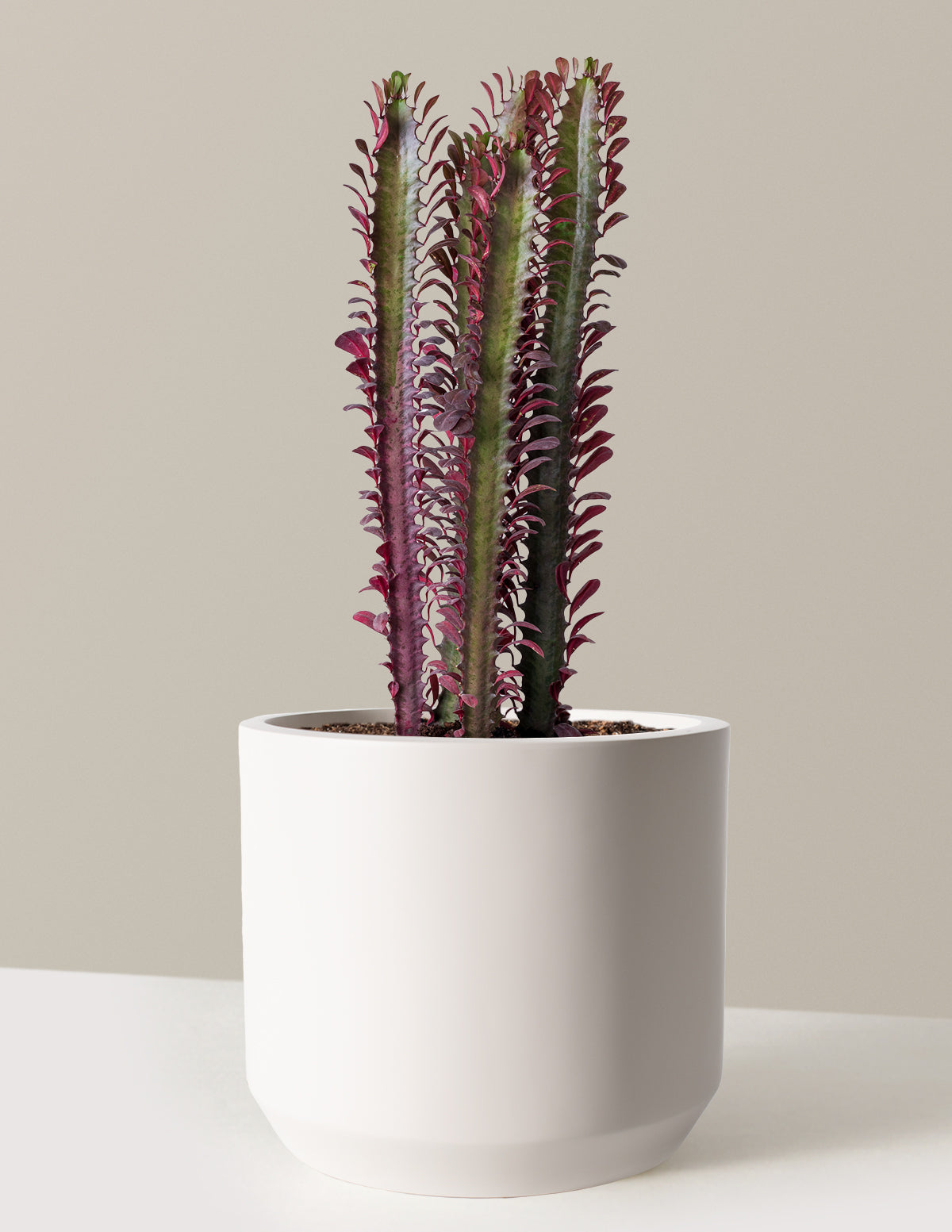 African Milk Tree (Euphorbia trigona 'Rubra')
