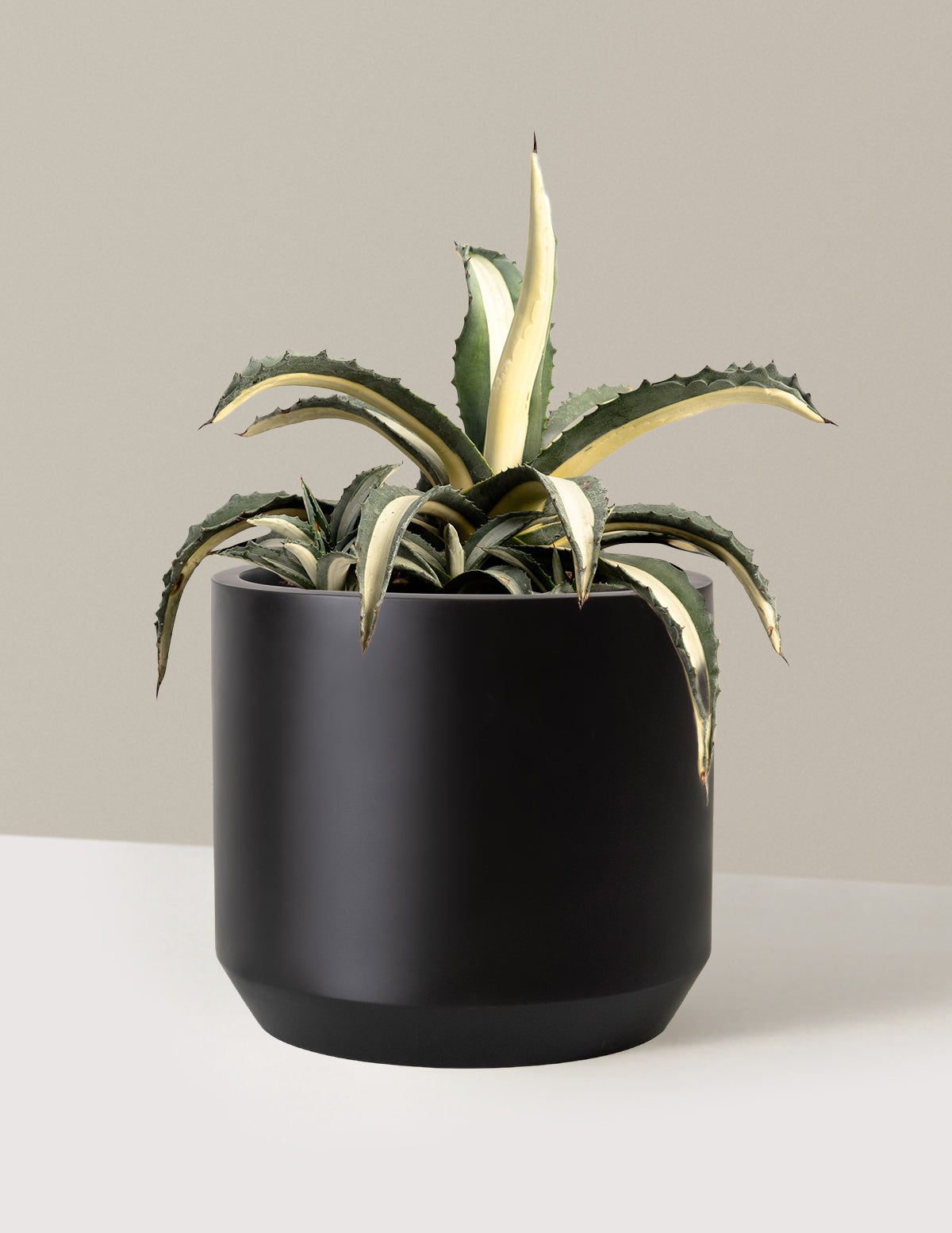Agave Americana 'Mediopicta Alba'