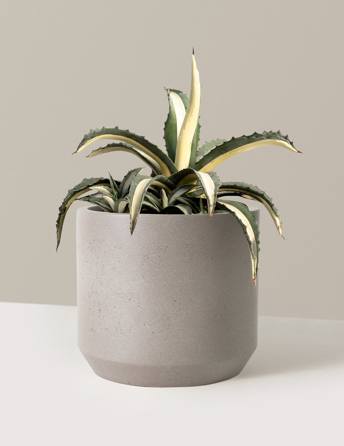 Agave Americana 'Mediopicta Alba'