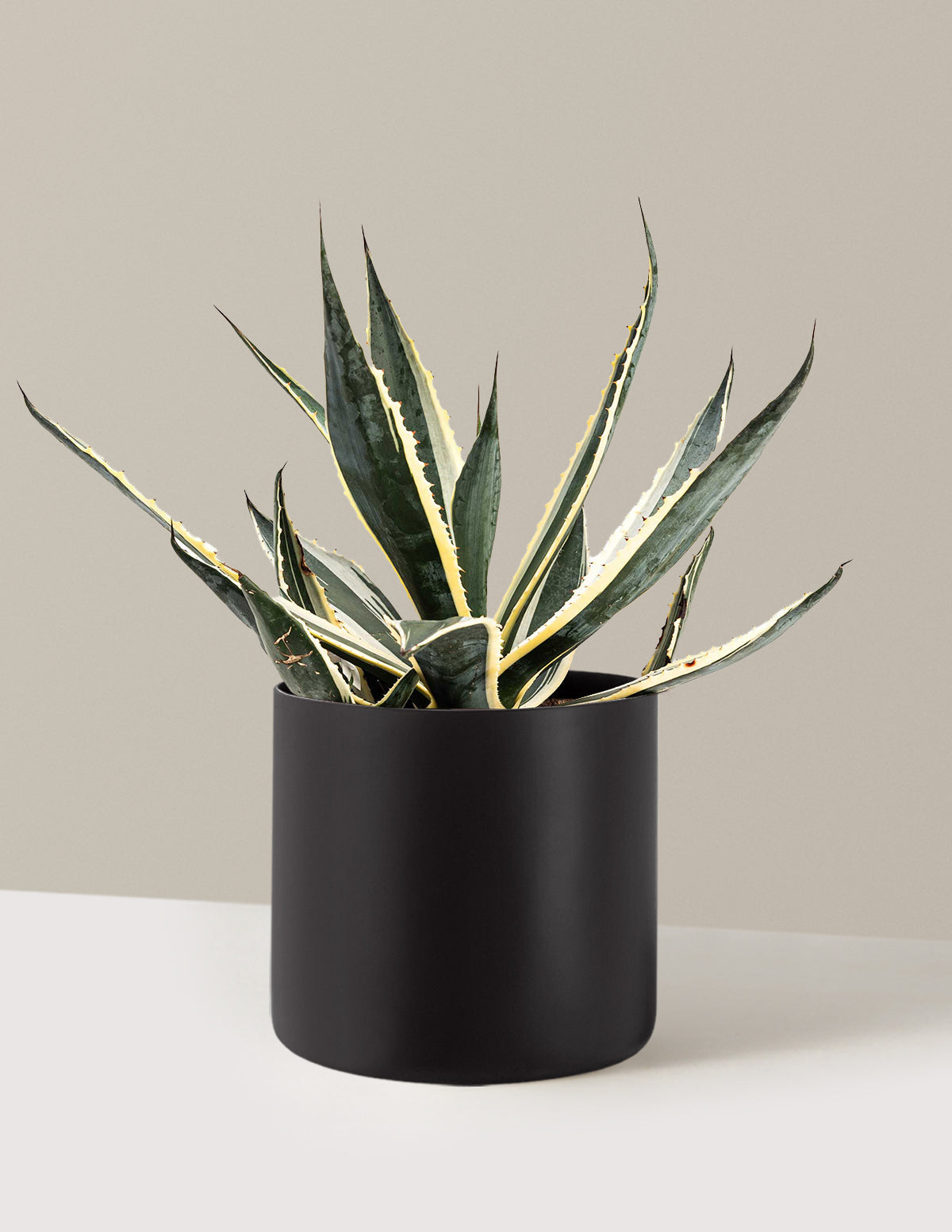 Agave americana 'Variegata'
