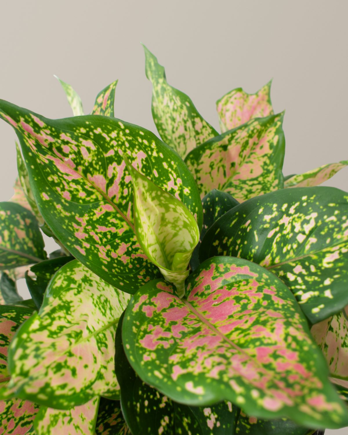 Büyük Aglaonema Lucky Red