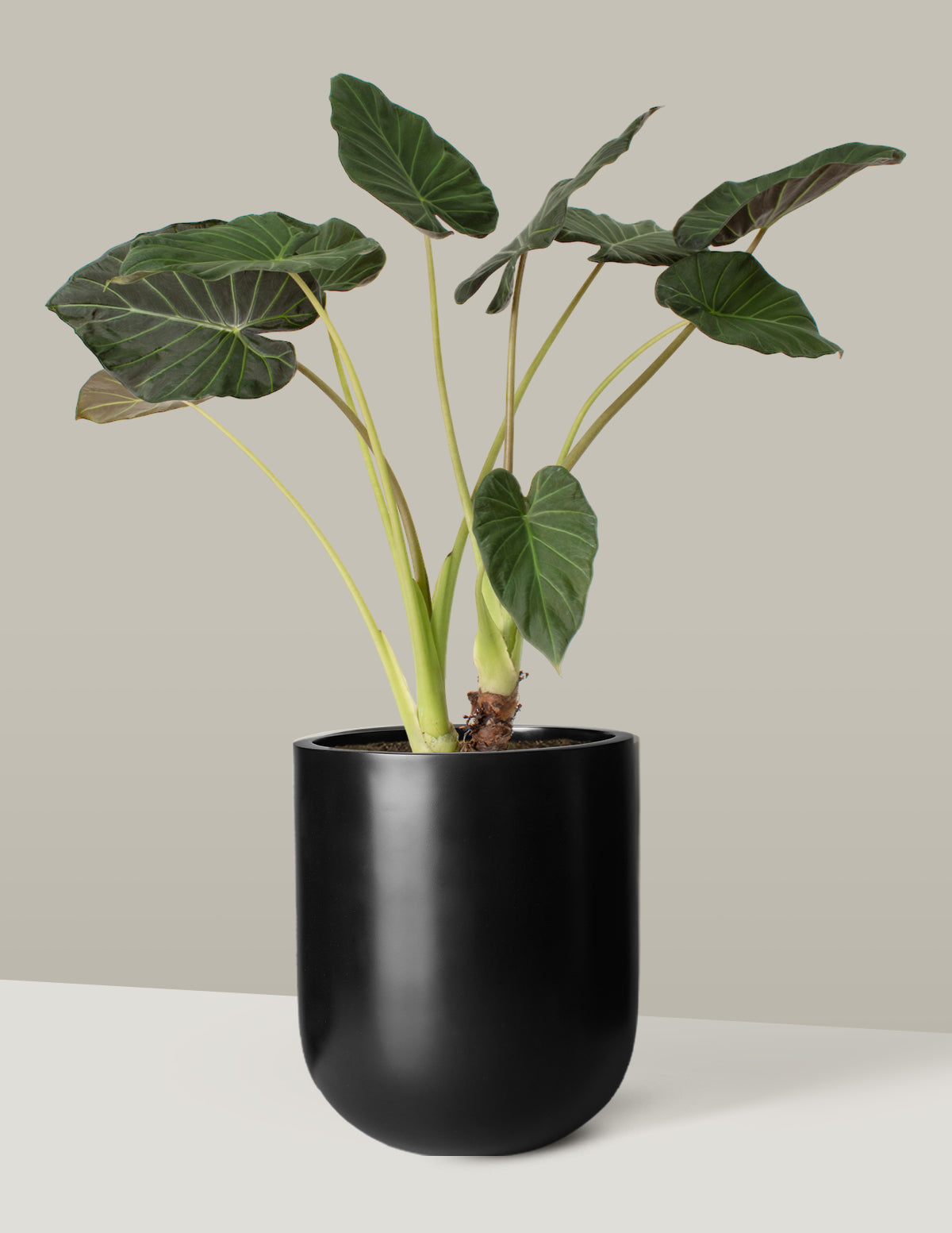 Büyük Alocasia Regal Shield