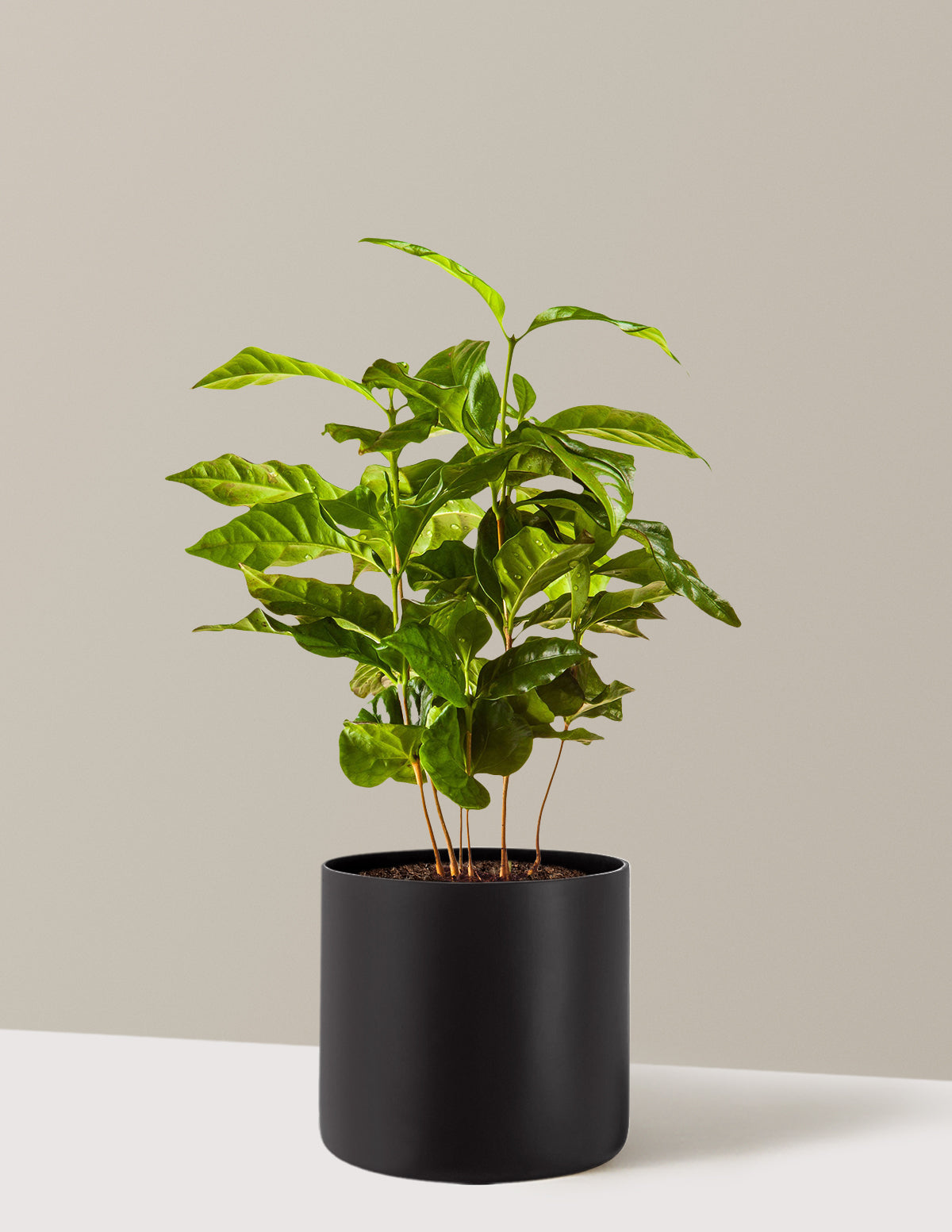 Arabica Kahve Bitkisi
