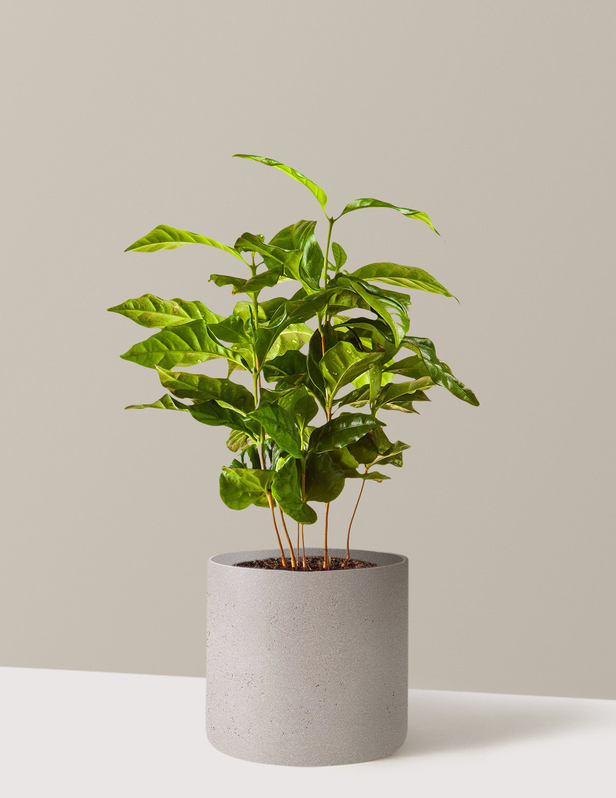 Arabica Kahve Bitkisi