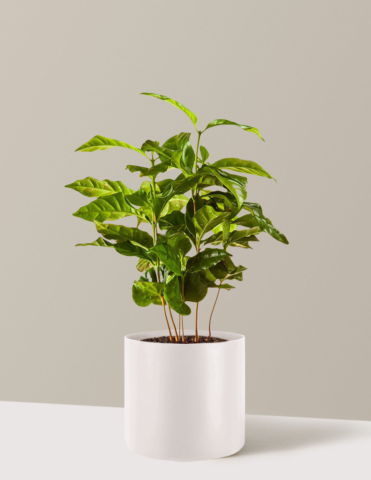Arabica Kahve Bitkisi