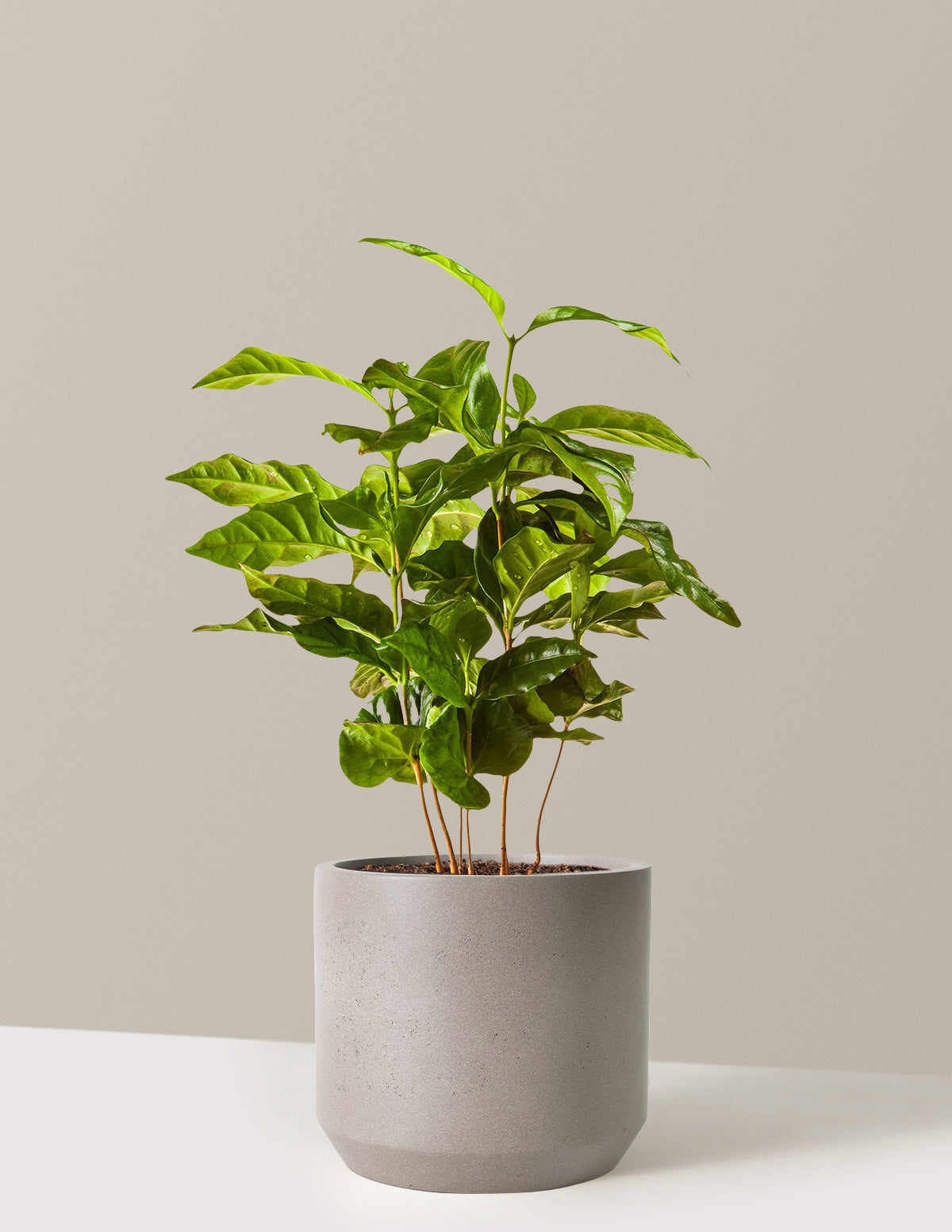 Arabica Kahve Bitkisi