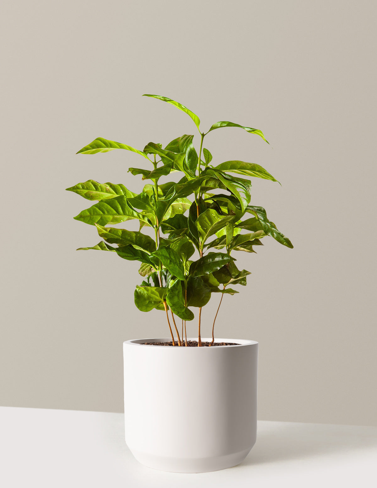 Arabica Kahve Bitkisi