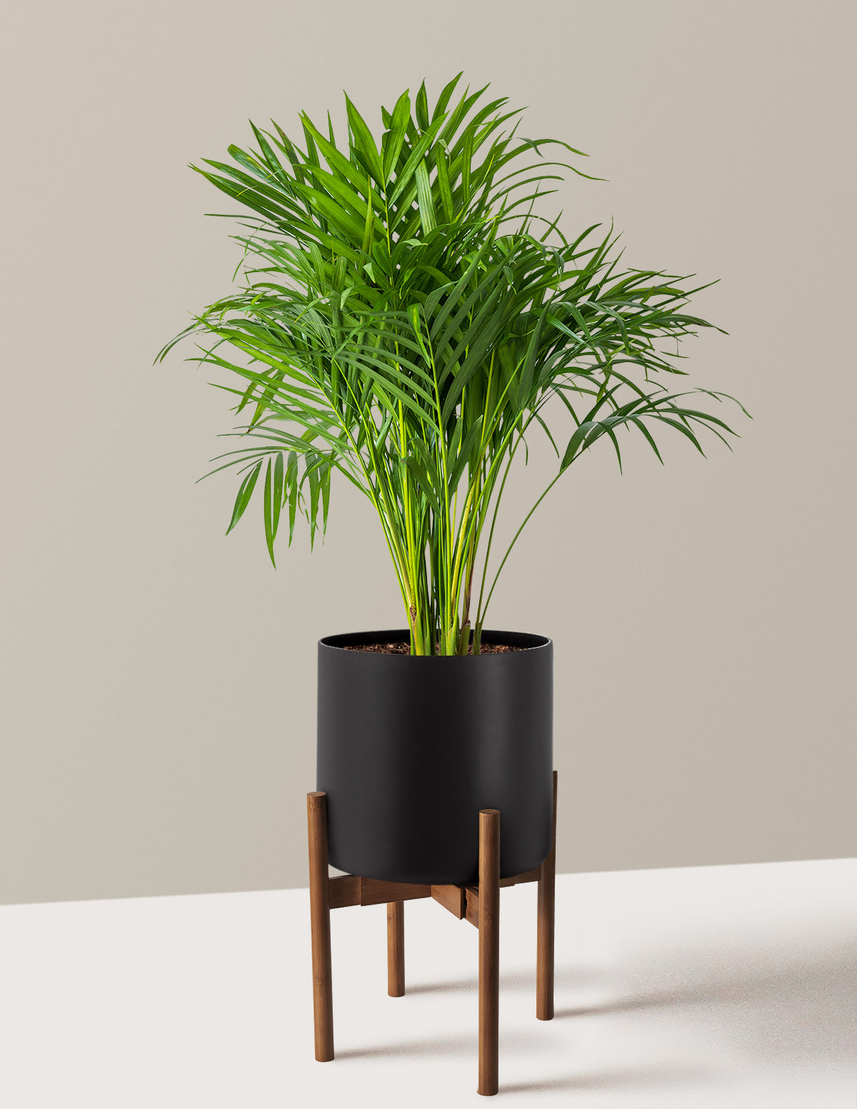 Areca Purifying Palm (Areka Palmiyesi)