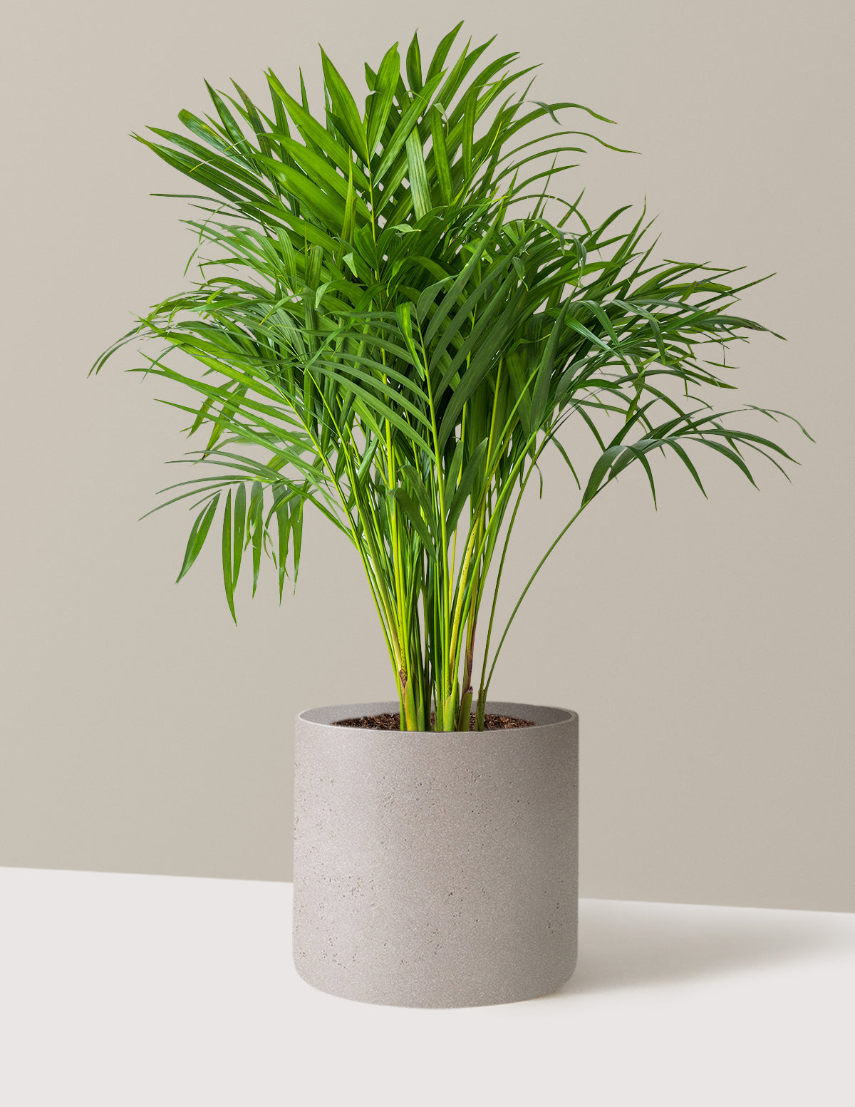 Areca Purifying Palm (Areka Palmiyesi)
