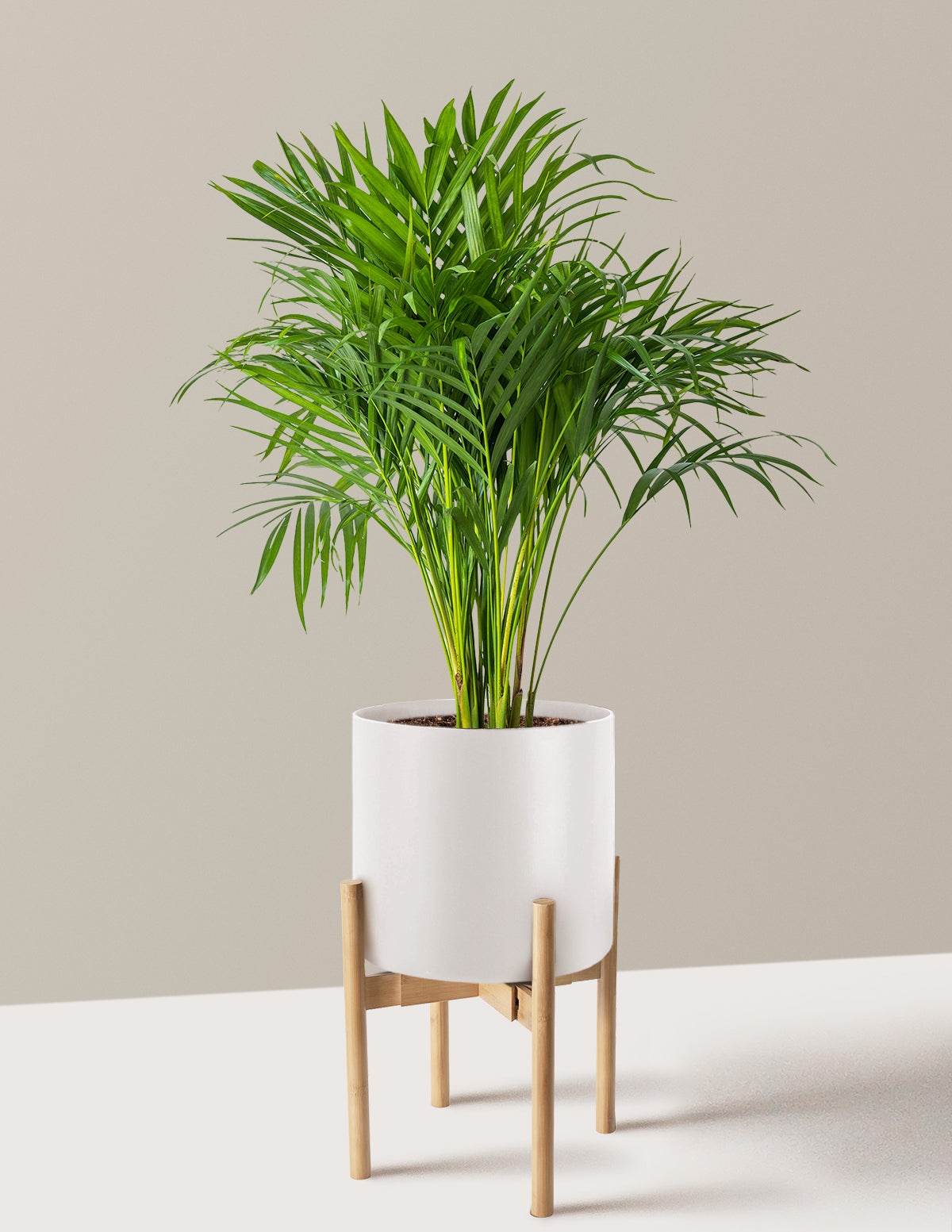 Areca Purifying Palm (Areka Palmiyesi)