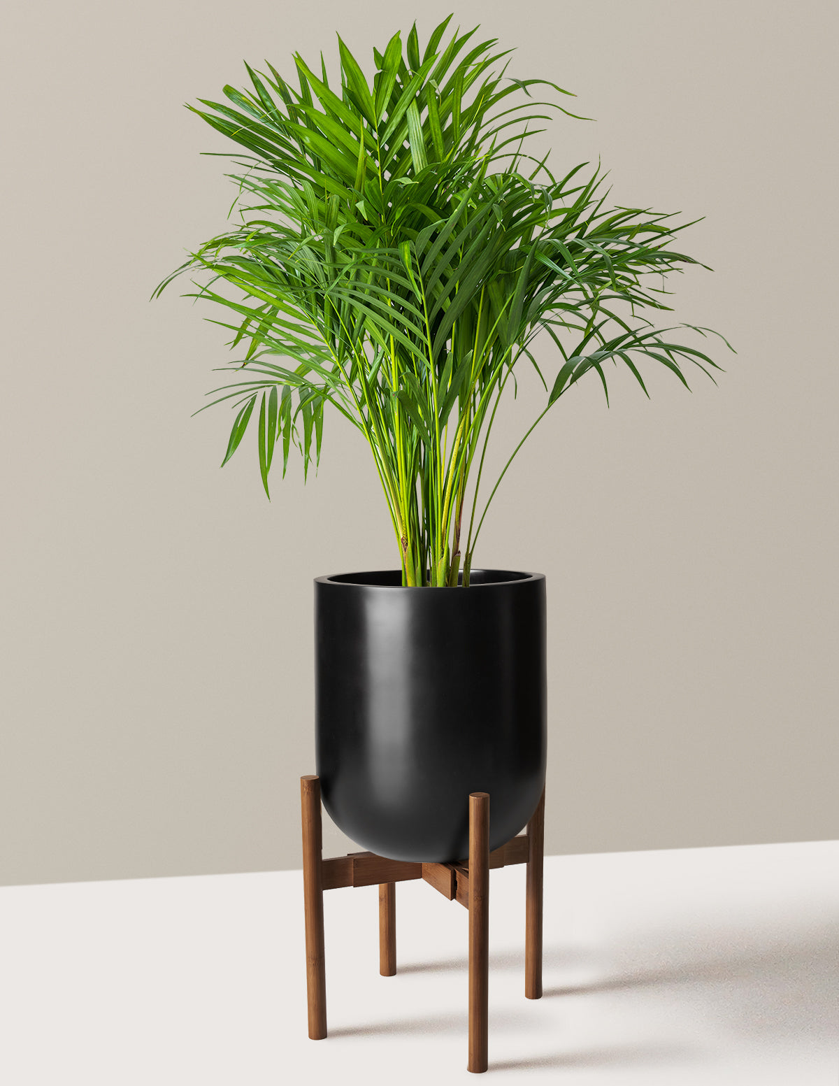 Areca Purifying Palm (Areka Palmiyesi)