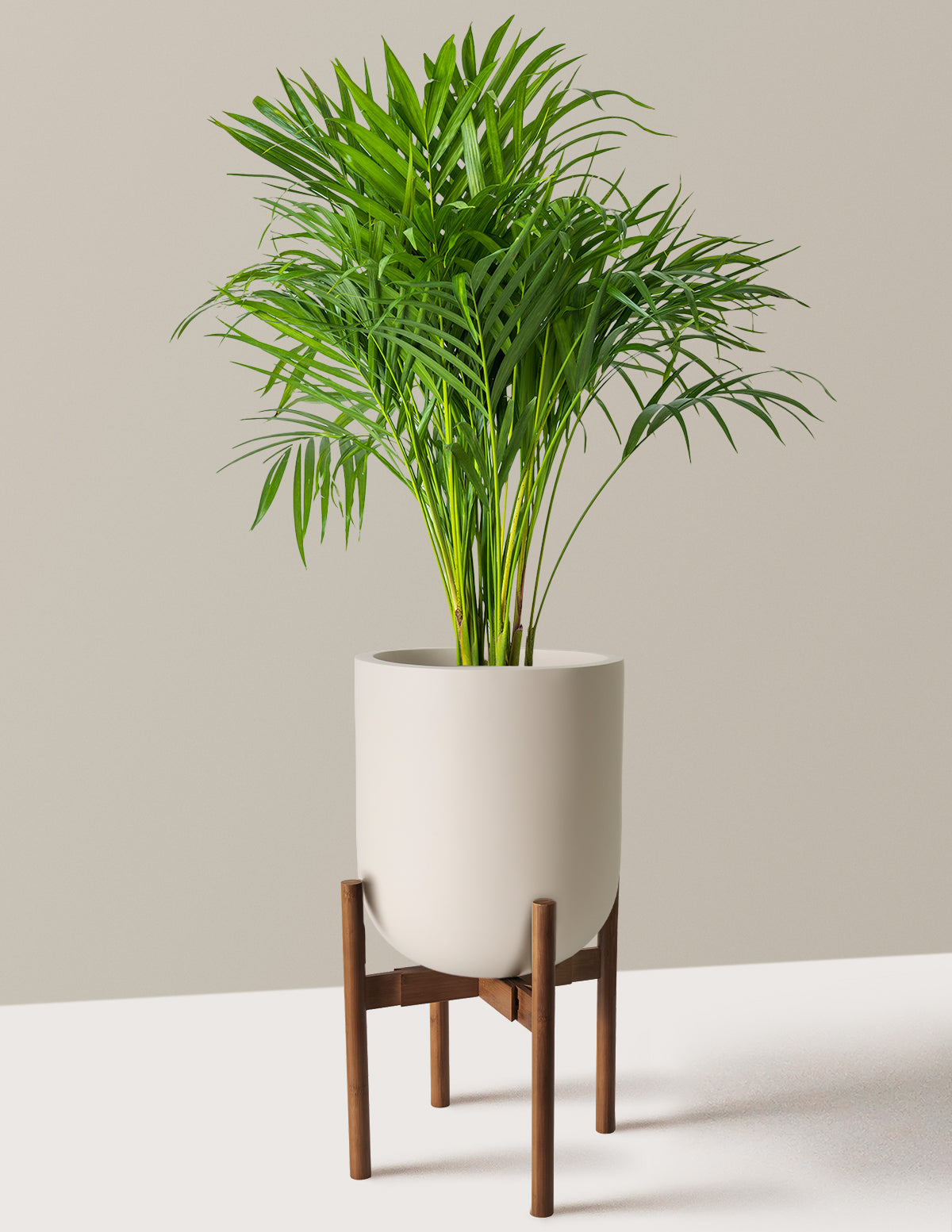 Areca Purifying Palm (Areka Palmiyesi)