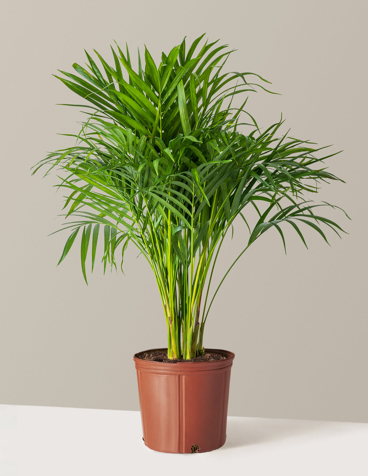 Areca Purifying Palm (Areka Palmiyesi)