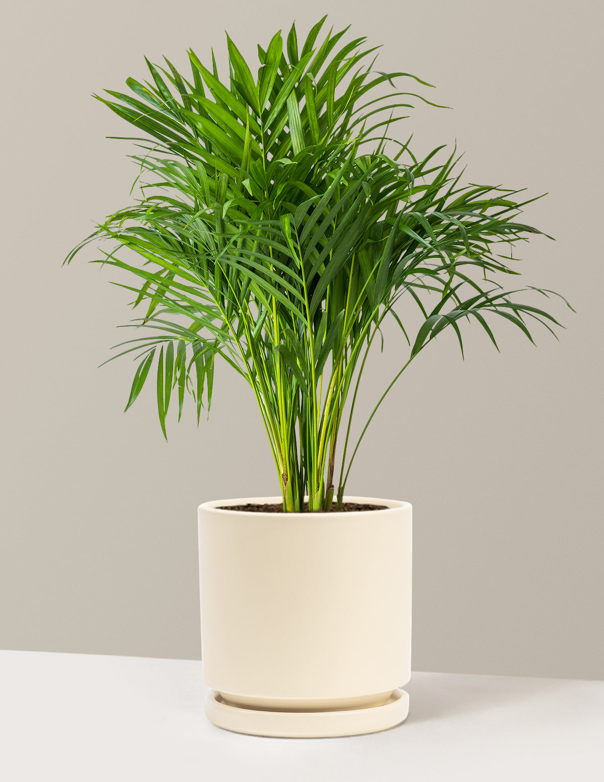 Areca Purifying Palm (Areka Palmiyesi)