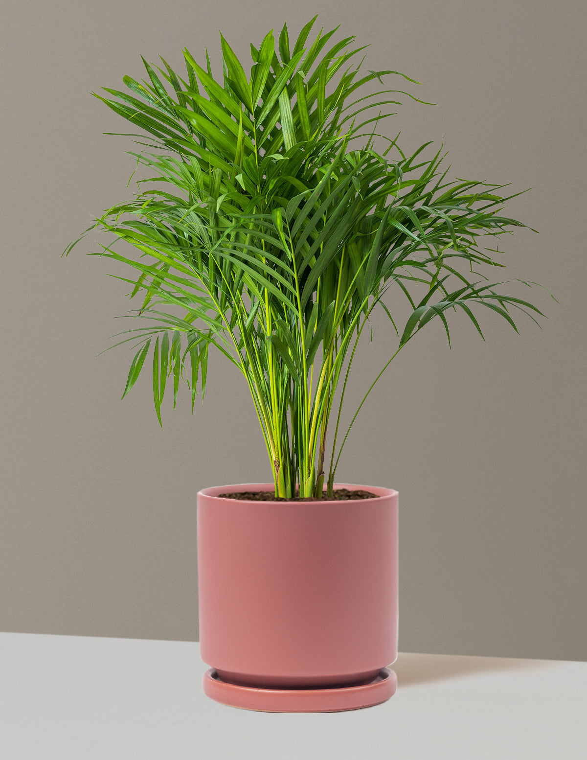 Areca Purifying Palm (Areka Palmiyesi)