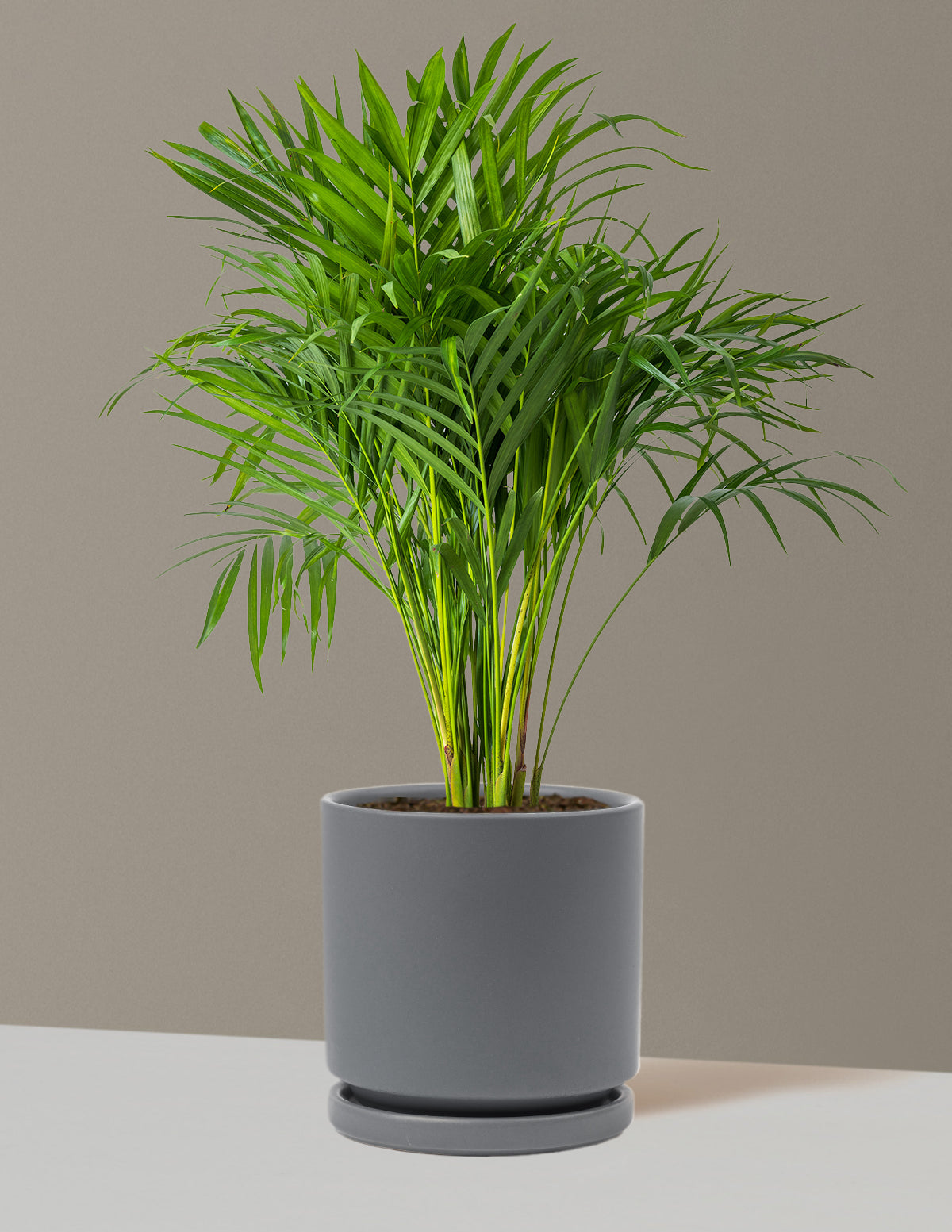 Areca Purifying Palm (Areka Palmiyesi)