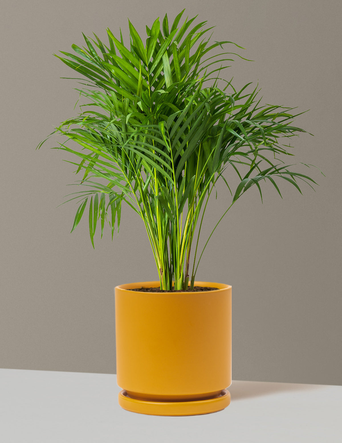 Areca Purifying Palm (Areka Palmiyesi)