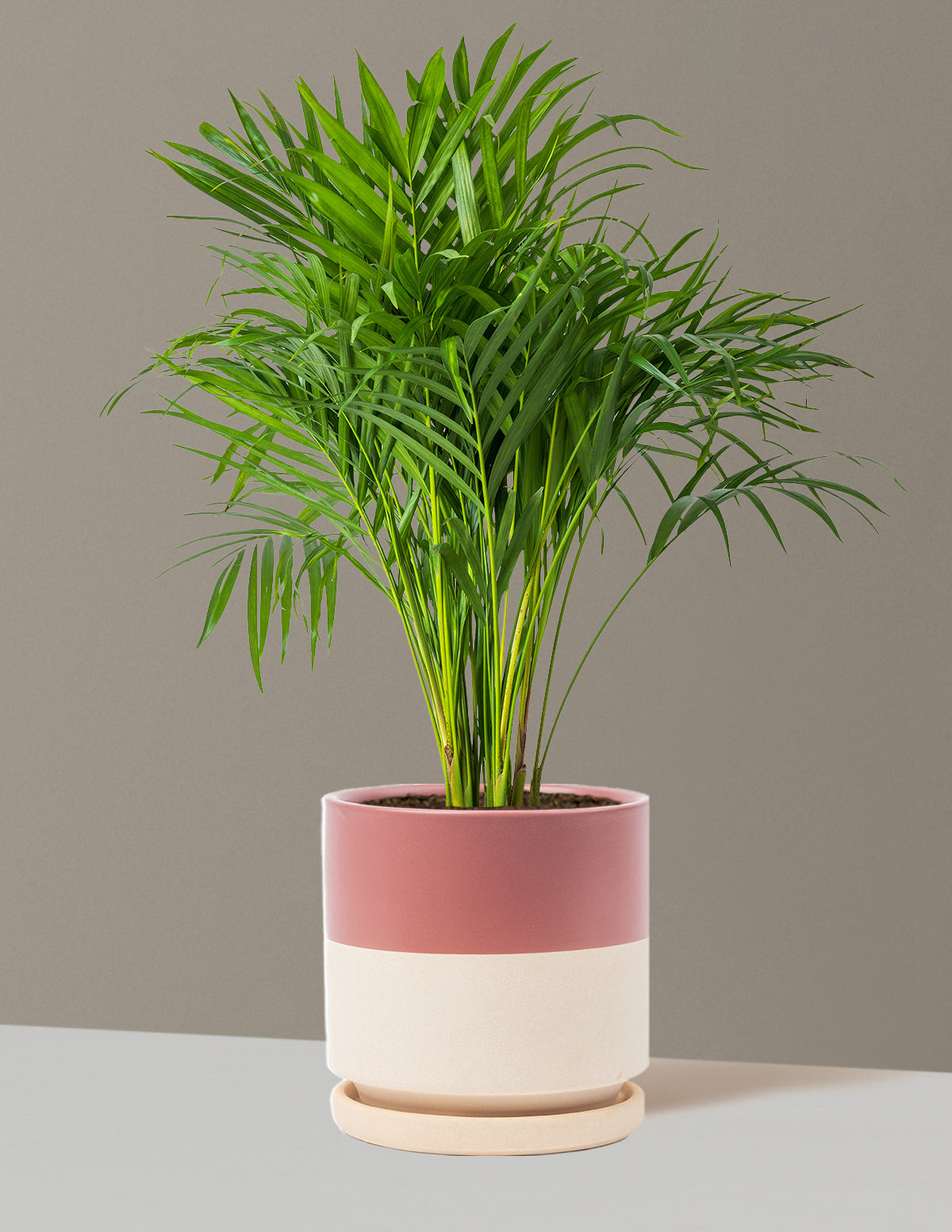 Areca Purifying Palm (Areka Palmiyesi)