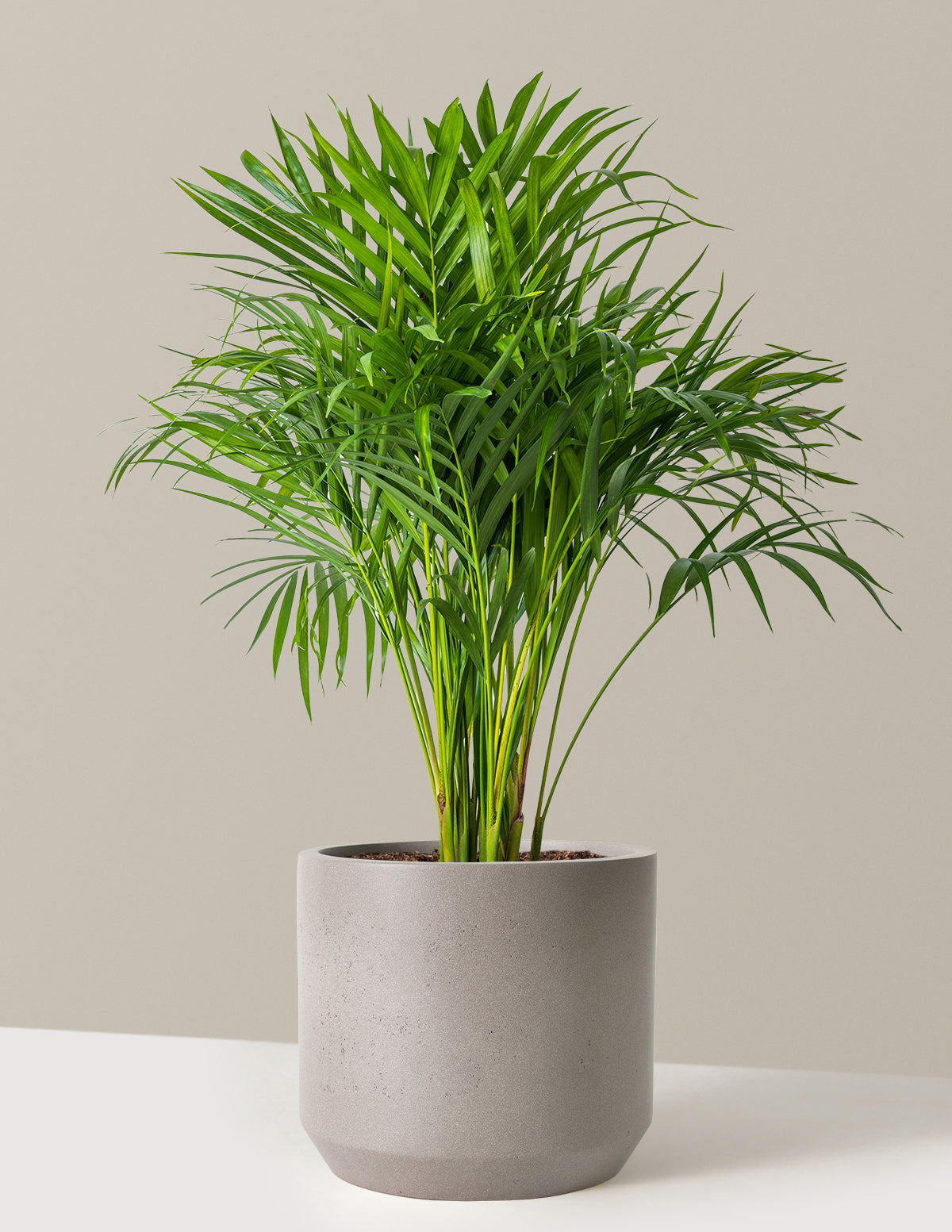 Areca Purifying Palm (Areka Palmiyesi)