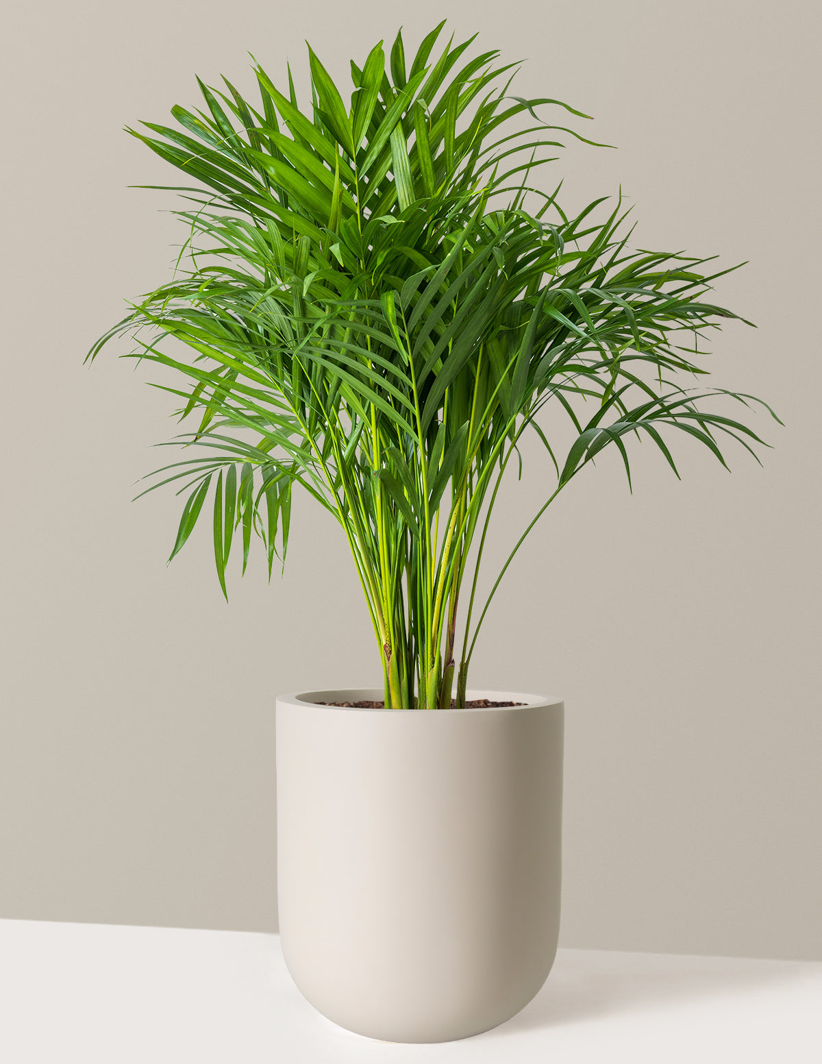 Areca Purifying Palm (Areka Palmiyesi)