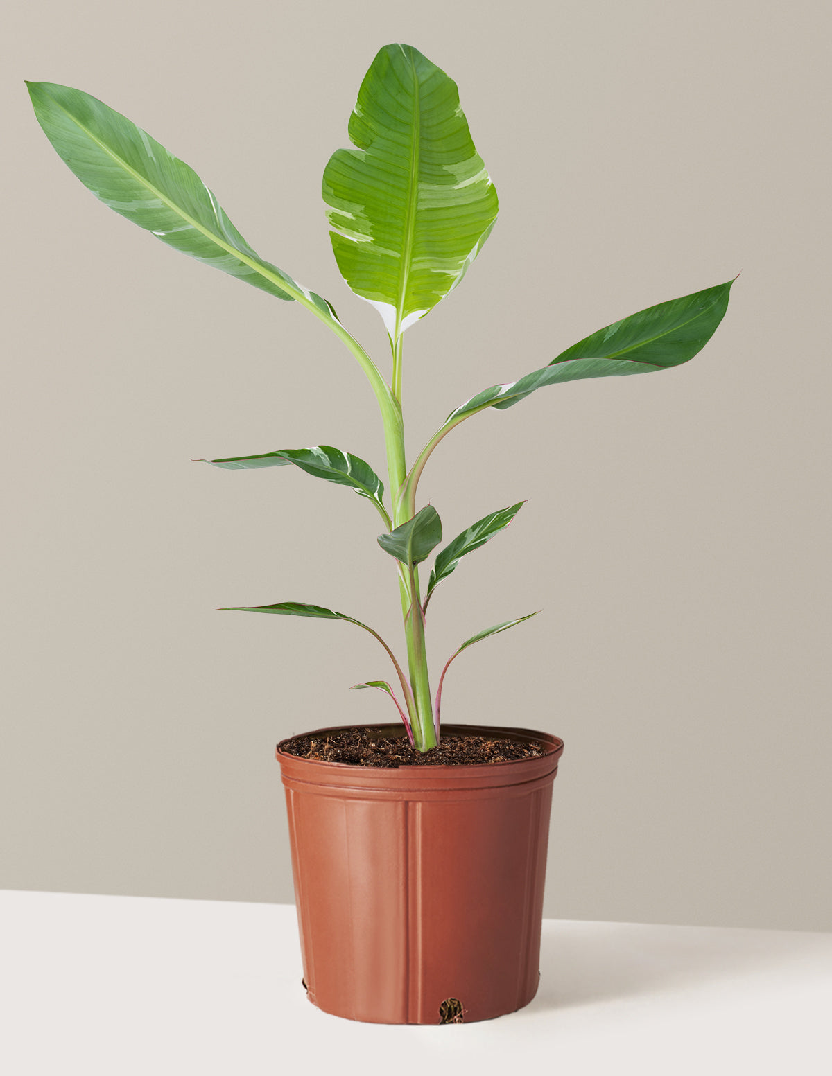 Alacalı Muz Bitkisi (Variegated Banana Musa)