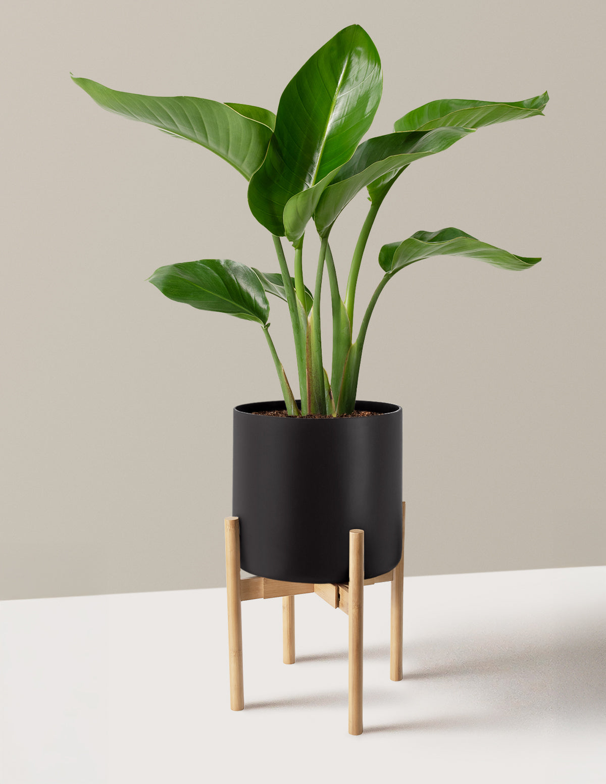 Cennet Kuşu Çiçeği (Strelitzia)