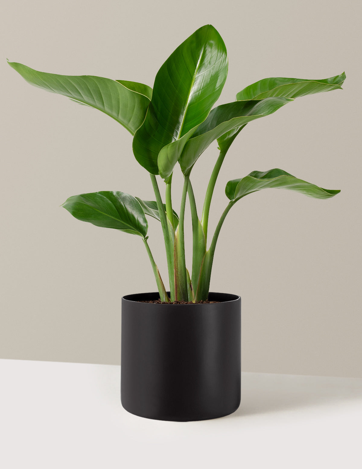 Cennet Kuşu Çiçeği (Strelitzia)