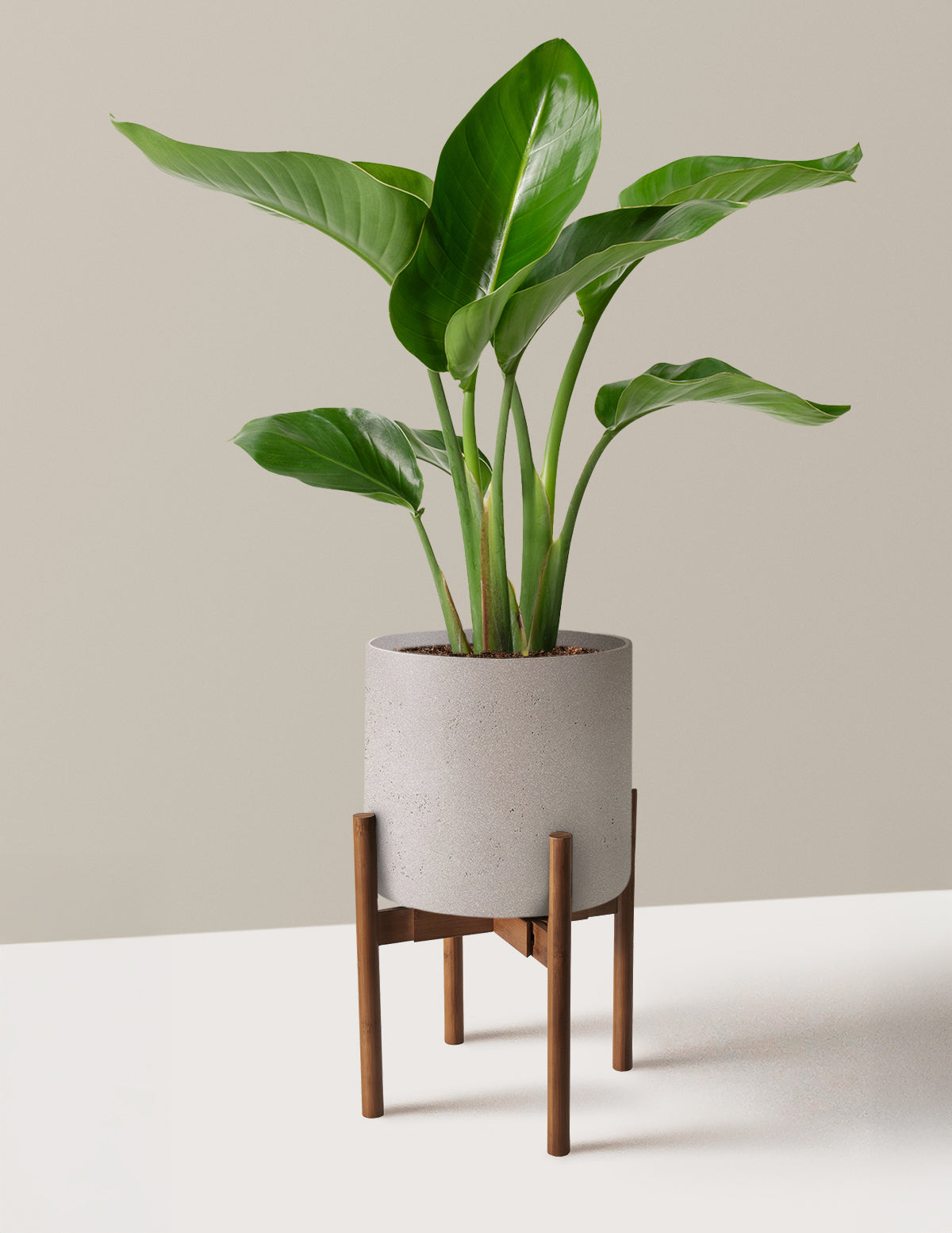 Cennet Kuşu Çiçeği (Strelitzia)